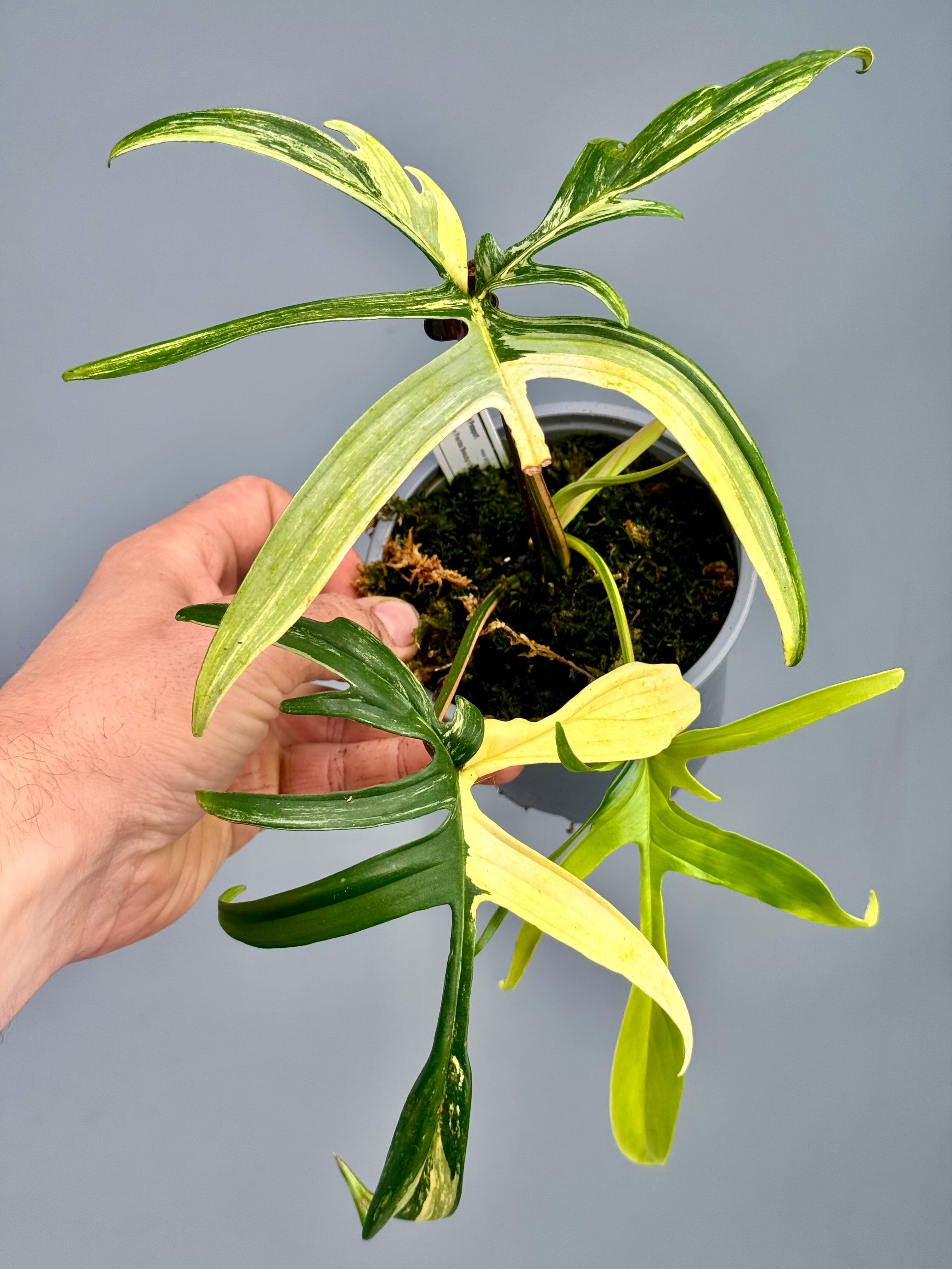 Philodendron Florida Beauty x polypodioides nr 2