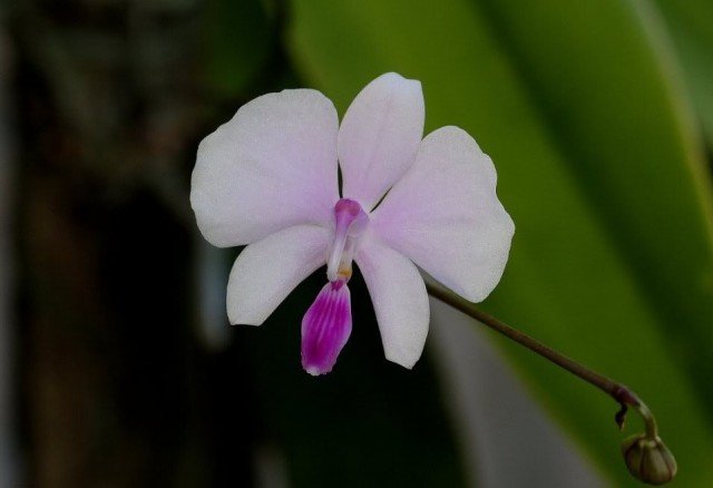 Phalaenopsis lowii