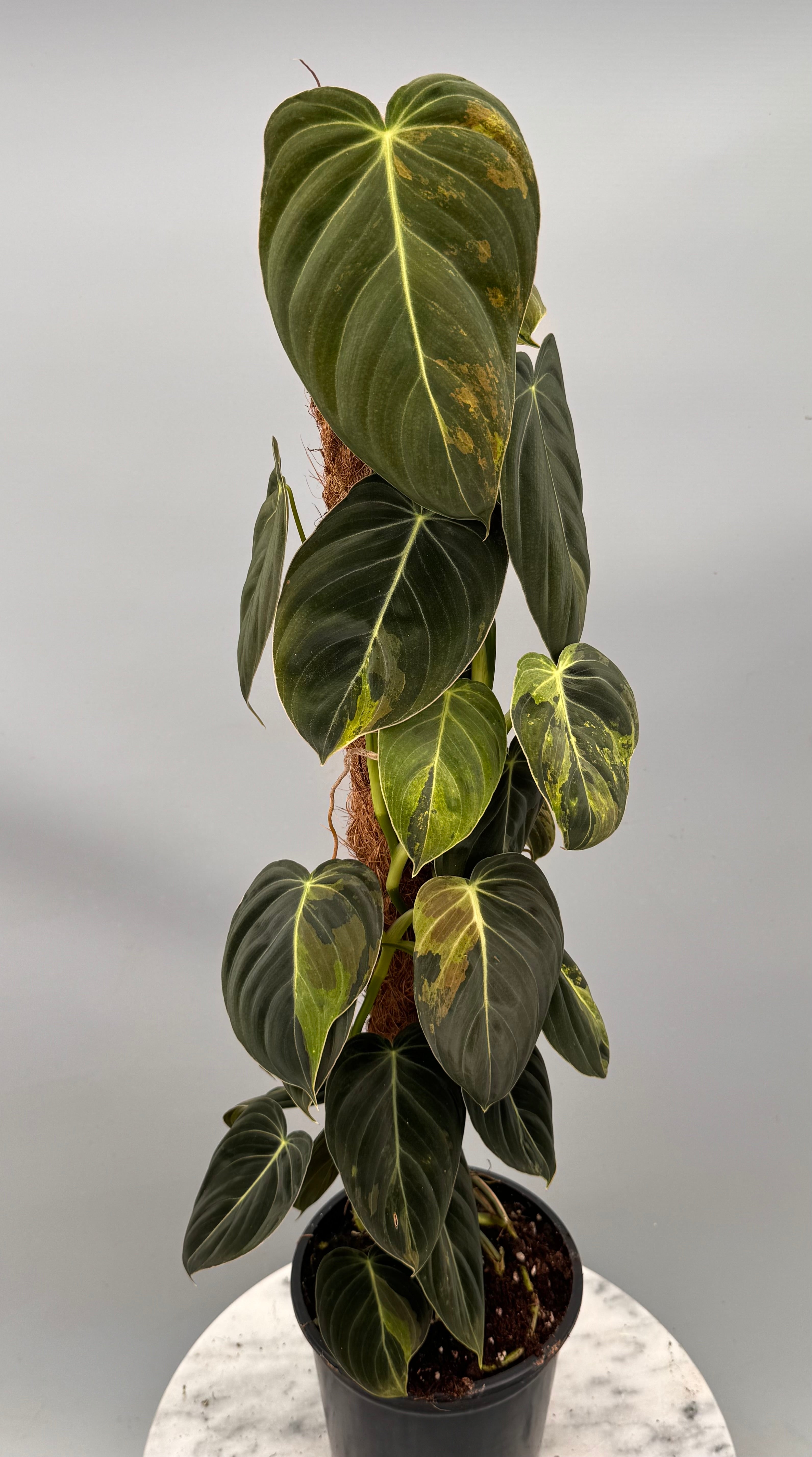 Philodendron melanochrysum variegata "Groß pflanze" (2 in 1 Topf)