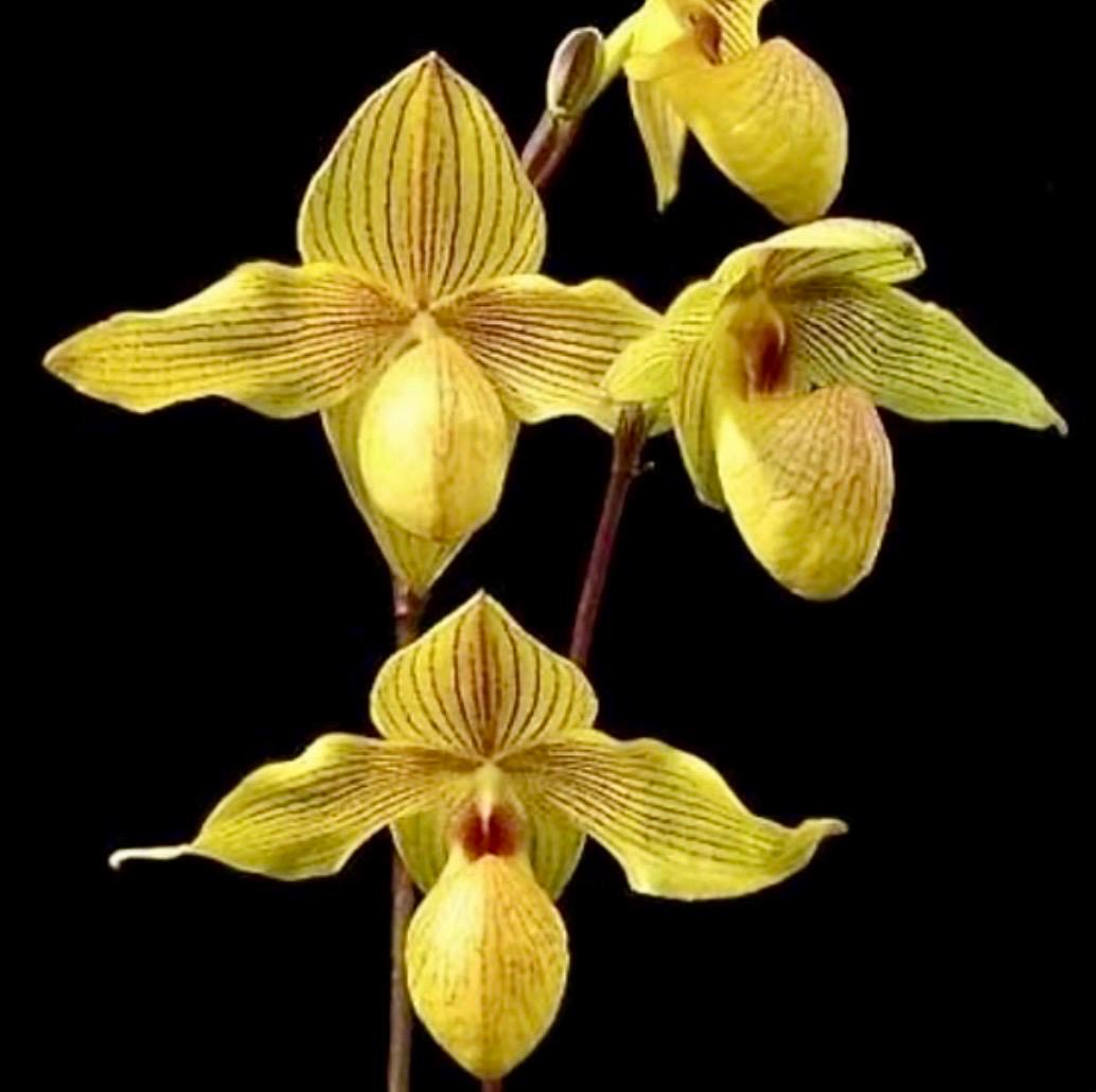 Paphiopedilum Buy Memoria Rex VanDelden