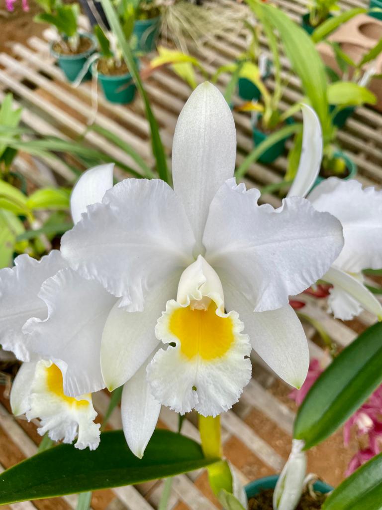 Cattleya percivaliana var. Alba x Hawaiian Wedding Song