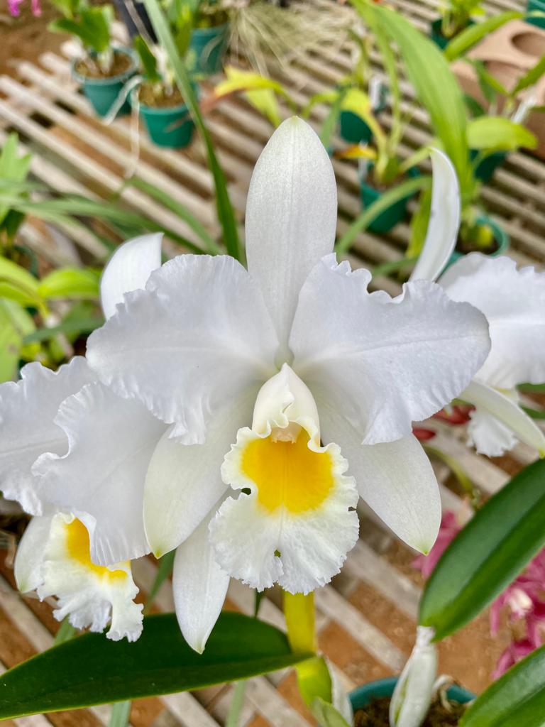 Cattleya perciviliana var. Alba x Hawaiian