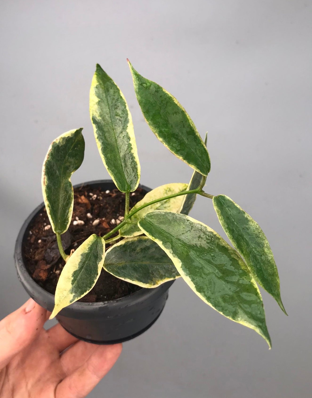 Hoya archboldiana variegata 約5~６cmカップ Hoya archboldiana varigata(Leaf, stem cutting)