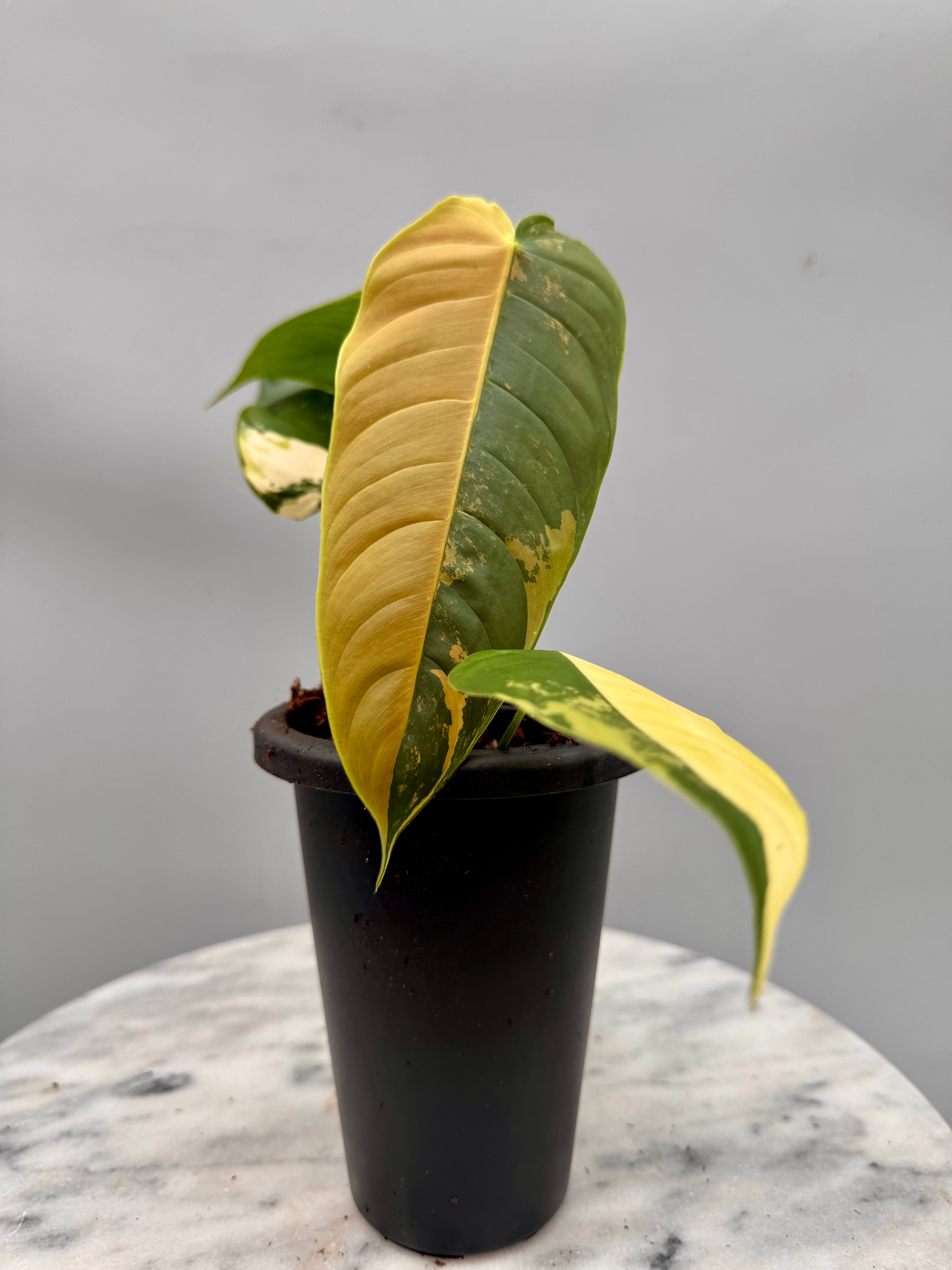 Philodendron sharoniae Mosquera Variegata (Nr 1)