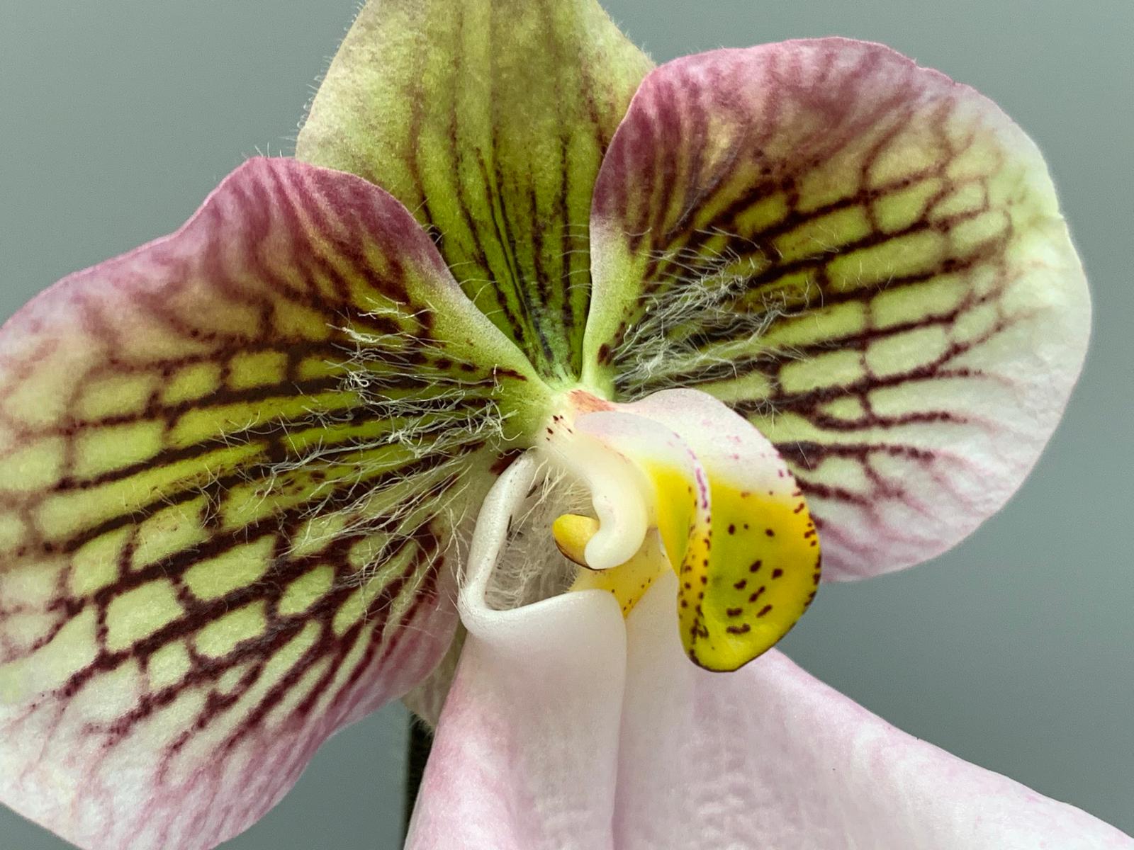 Paphiopedilum micranthum