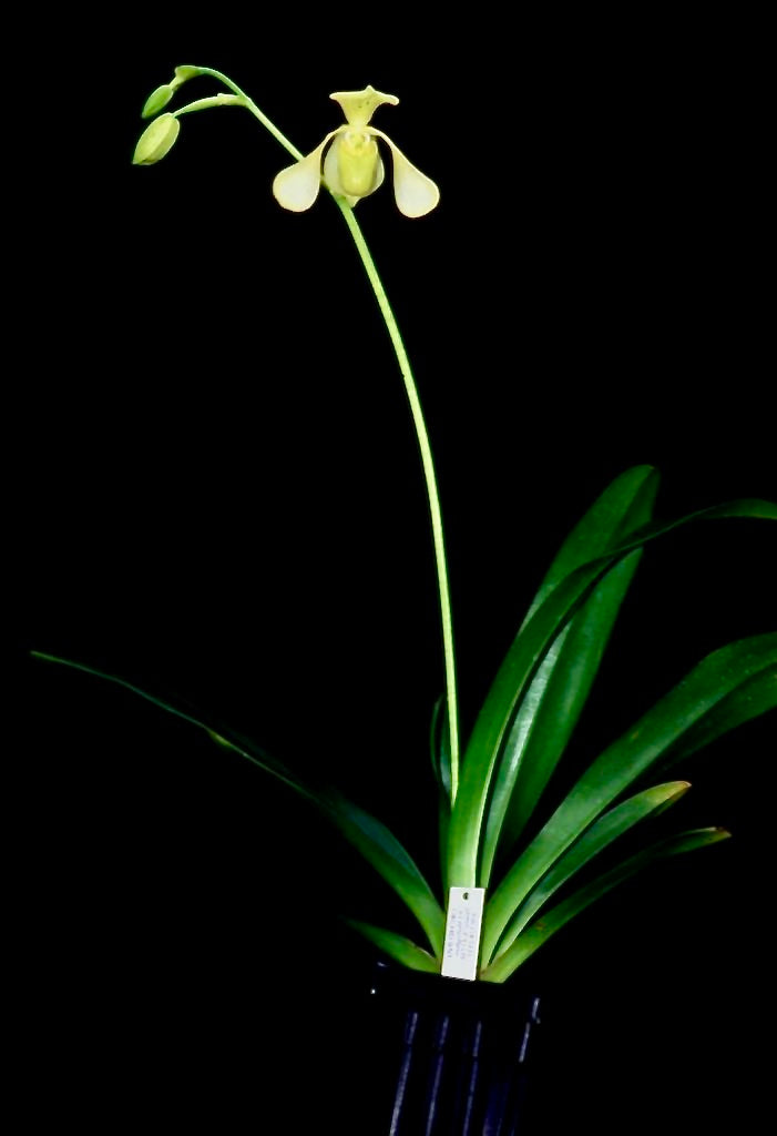 Paphiopedilum lowii var semi alba