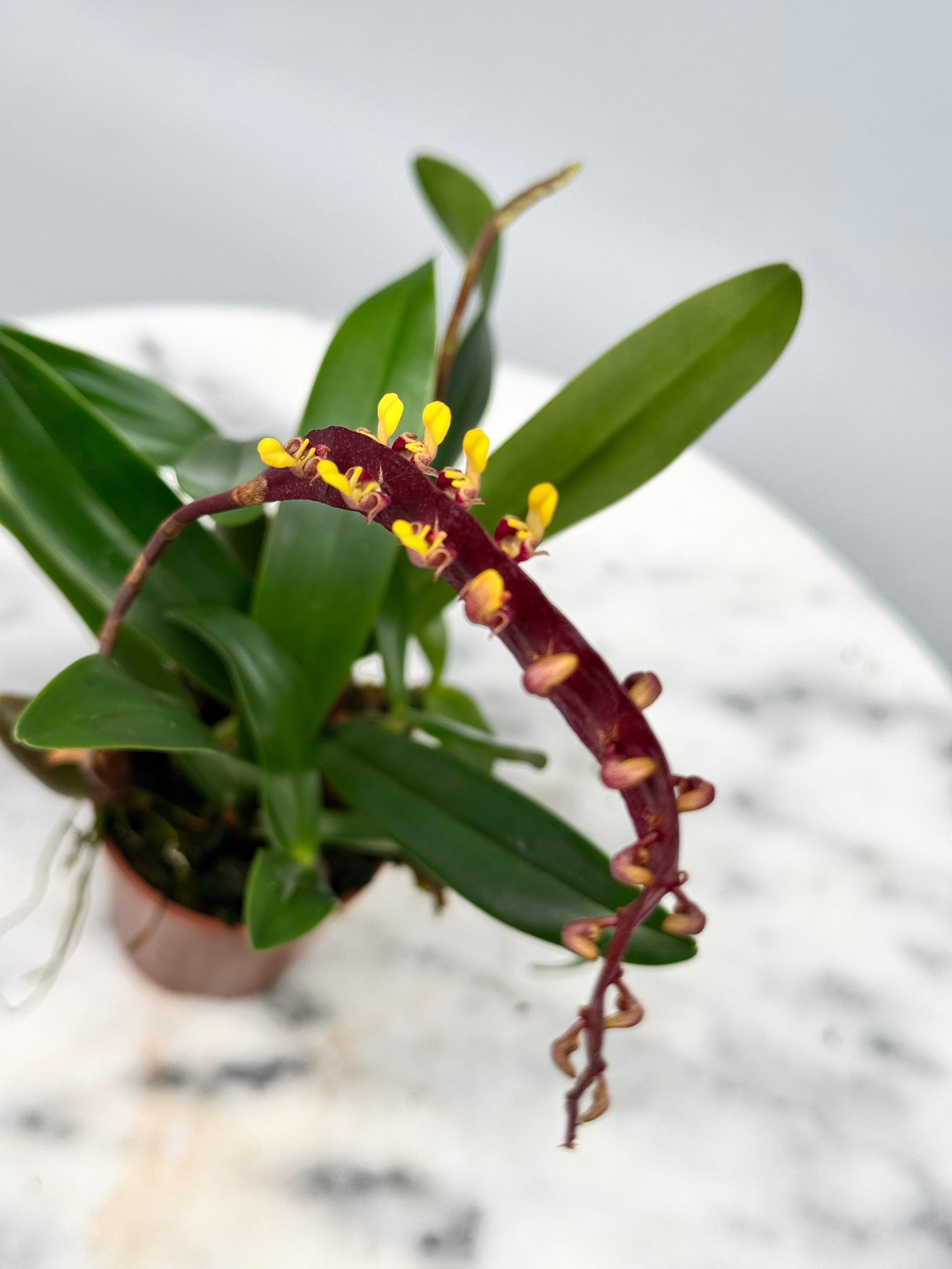 Bulbophyllum falcatum