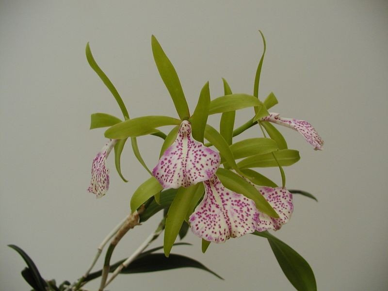 Brassocattleya (Bc.) binosa