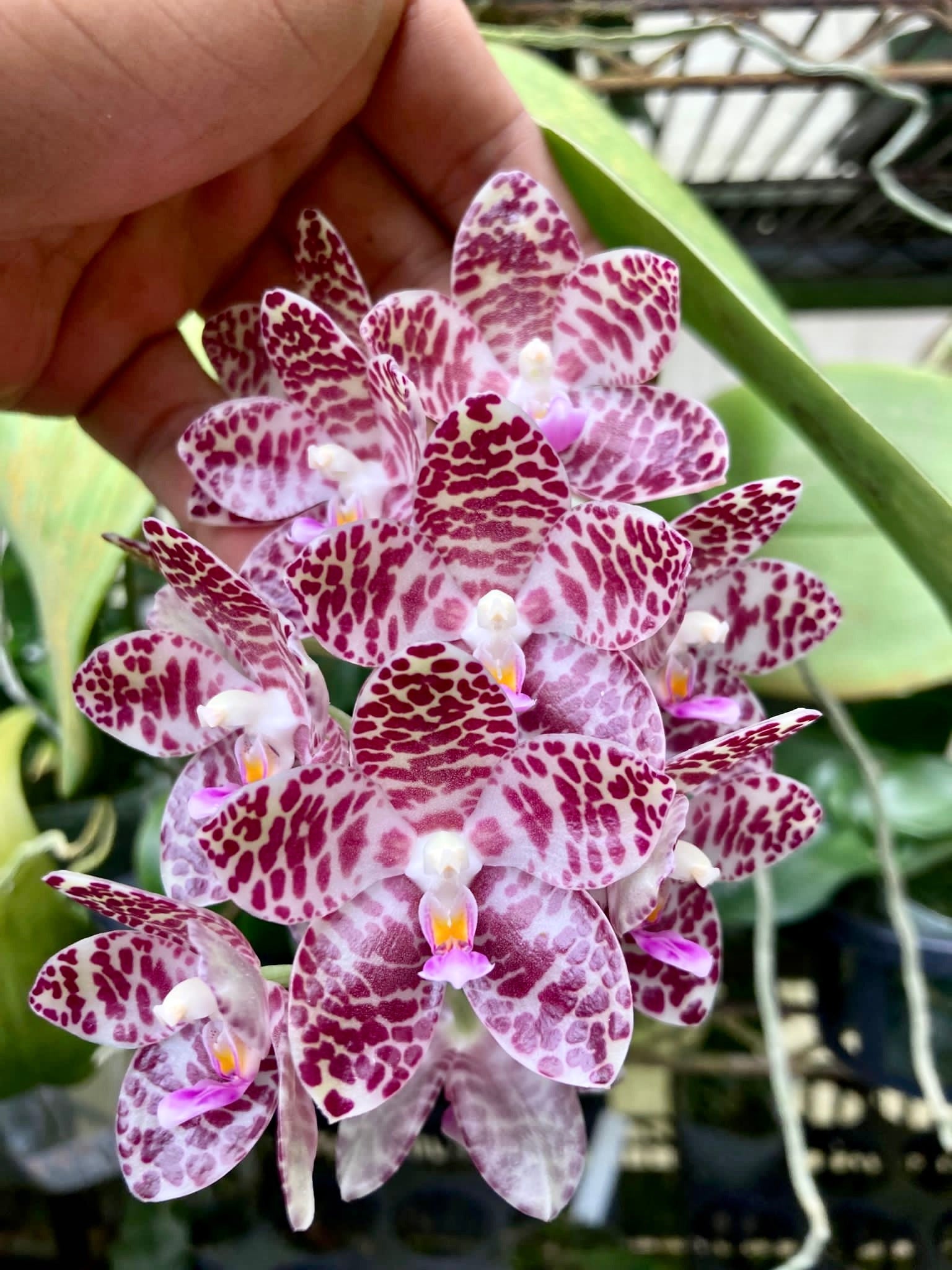 Phalaenopsis gigantea