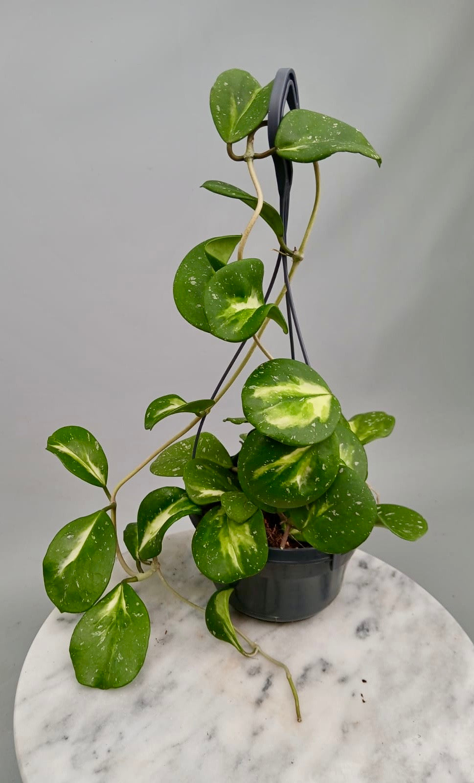 Hoya obovata variegata (Big Plant)