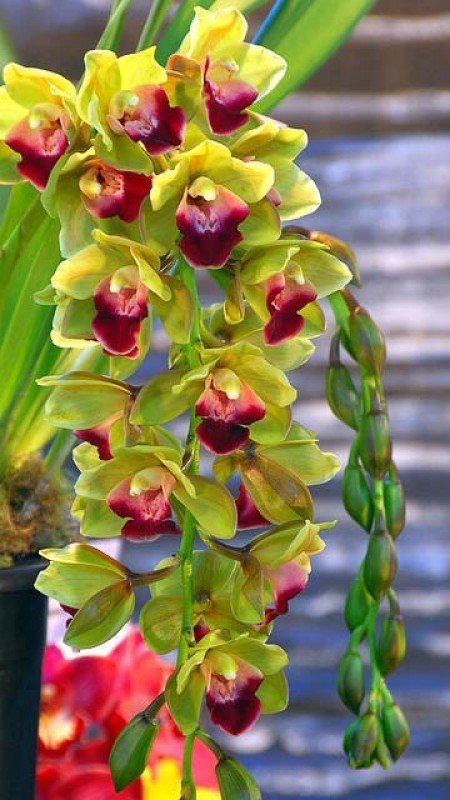 Cymbidium Pearl Dawson "Procyon"