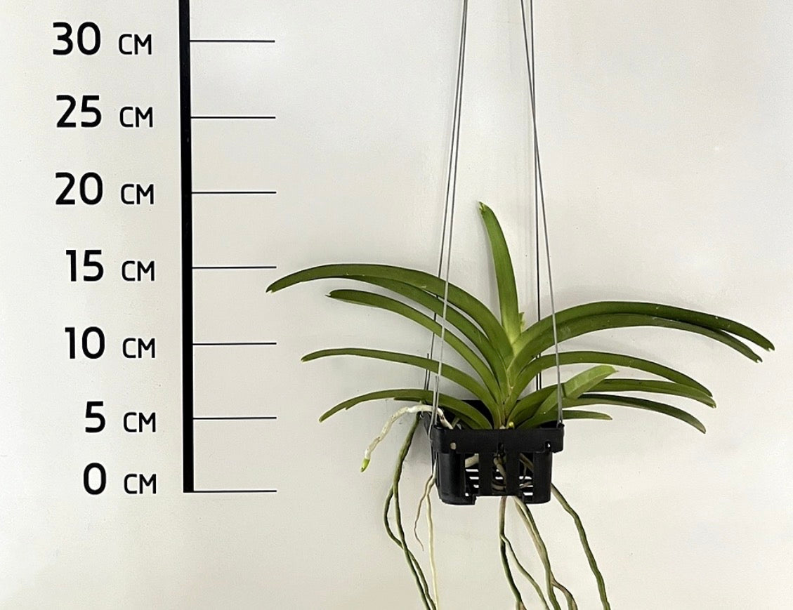 Vanda Kultana Gold 'White Spots'