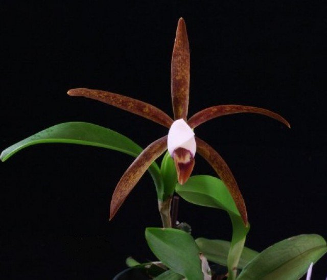 Cattleya araguaiensis