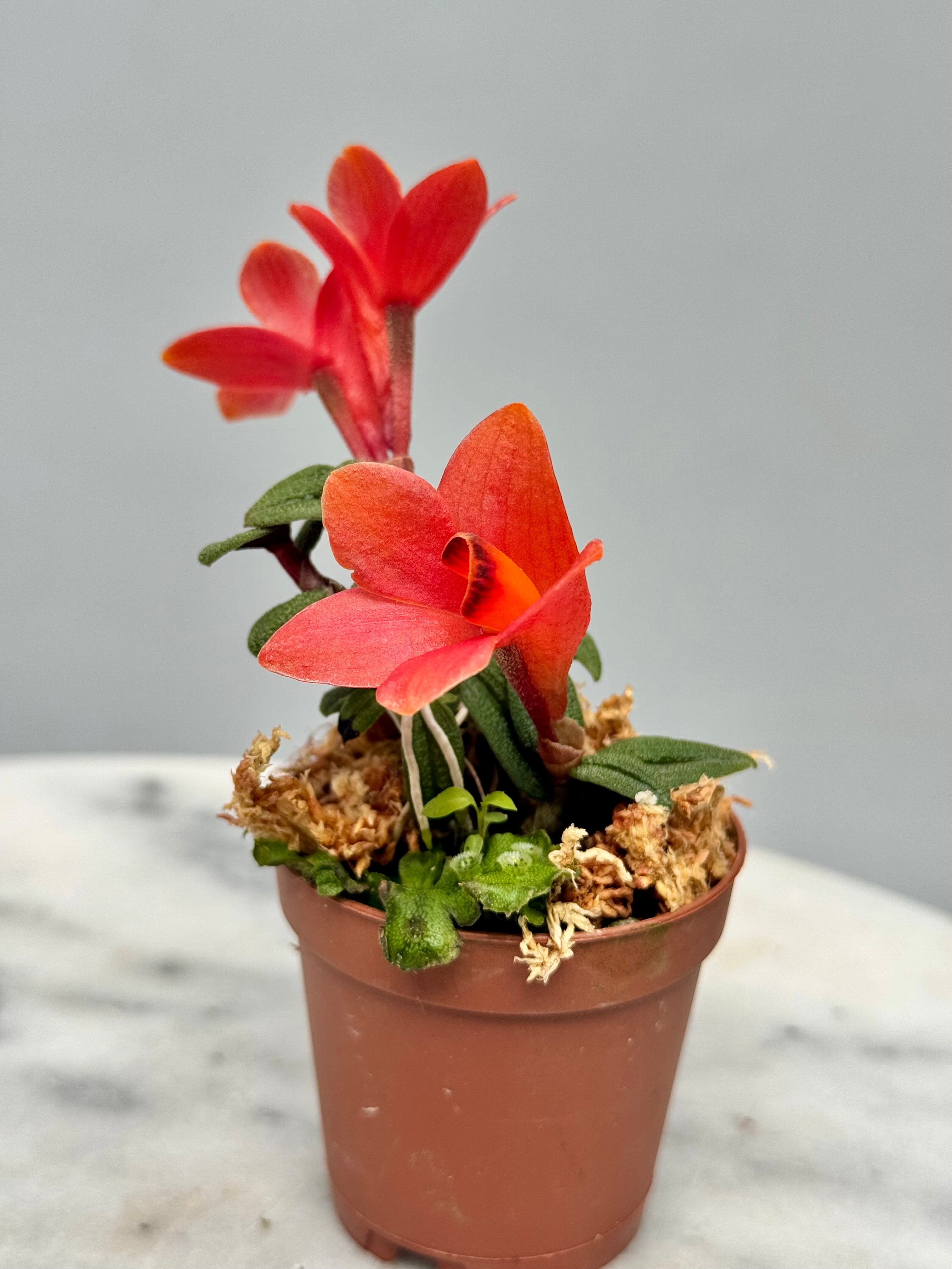 Dendrobium cuthbersonii "Red"