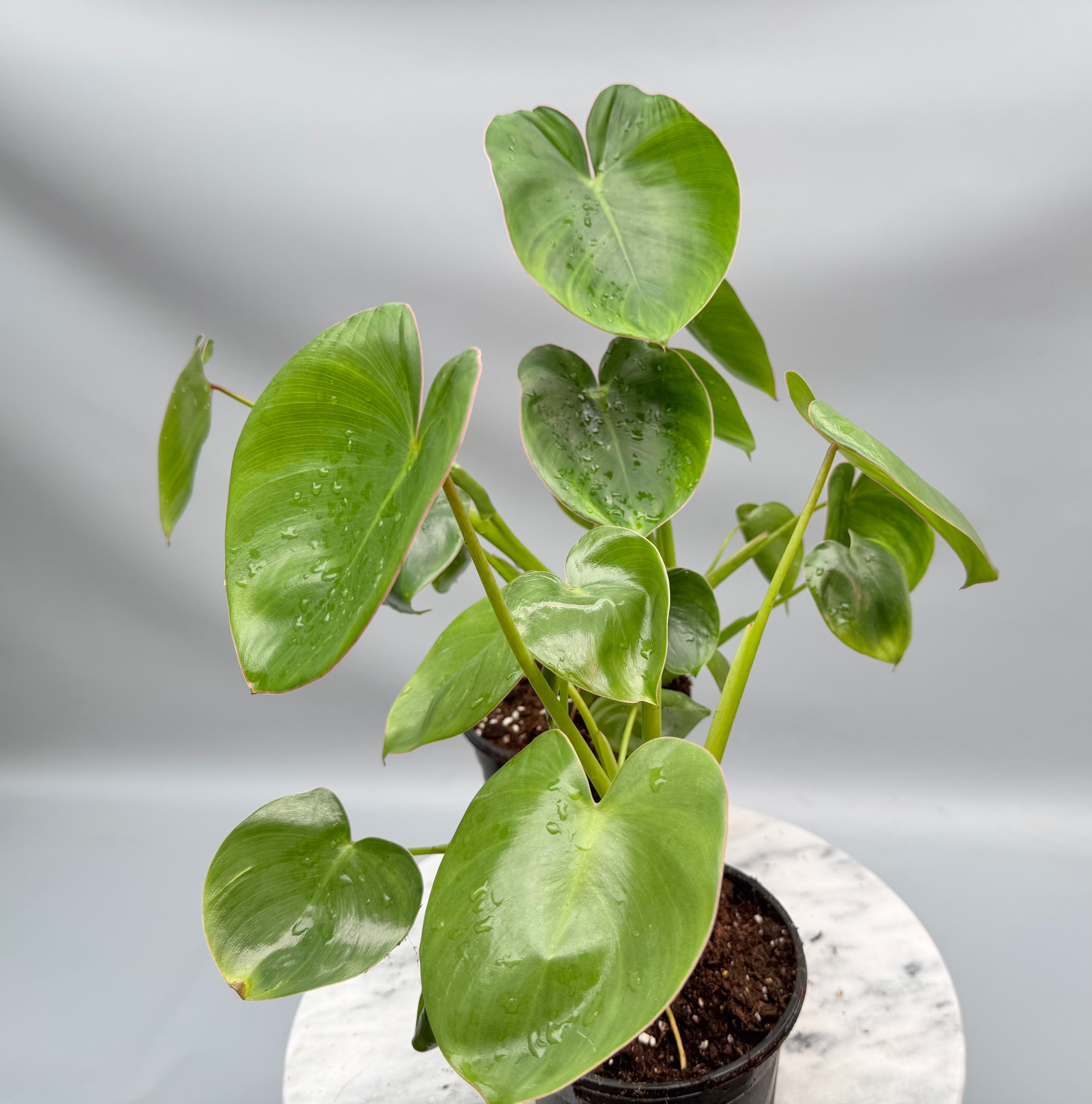 Philodendron ricardoi (Big Plant)