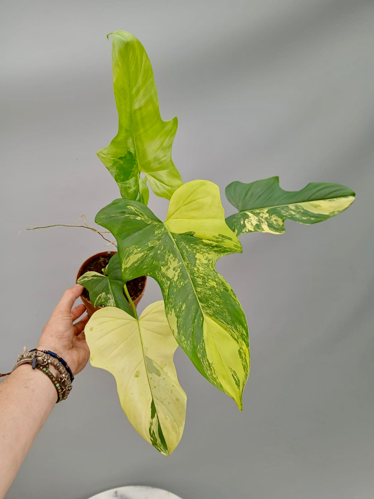 Philodendron Violin Variegated (Hochgradig variegated)