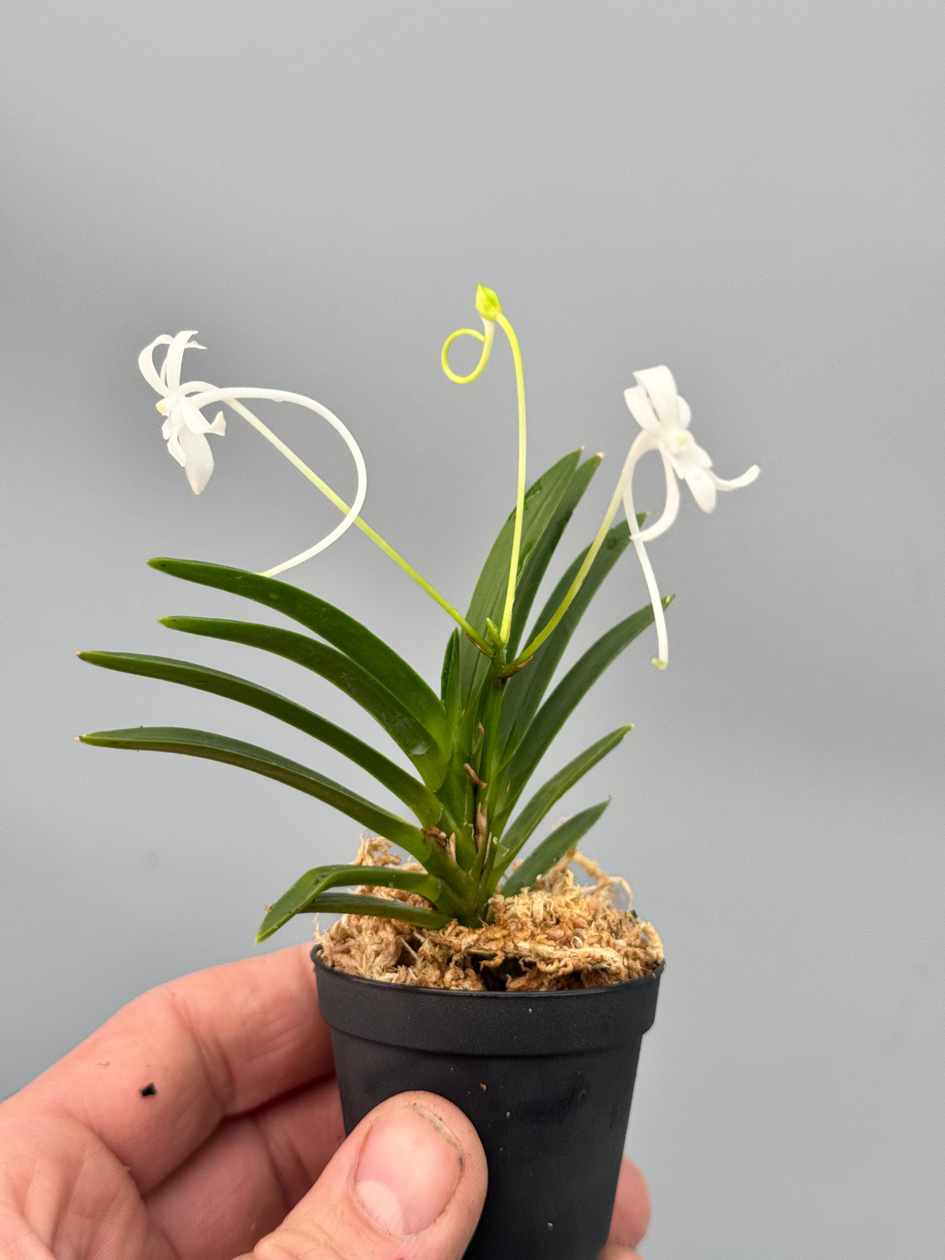 Neofinetia falcata