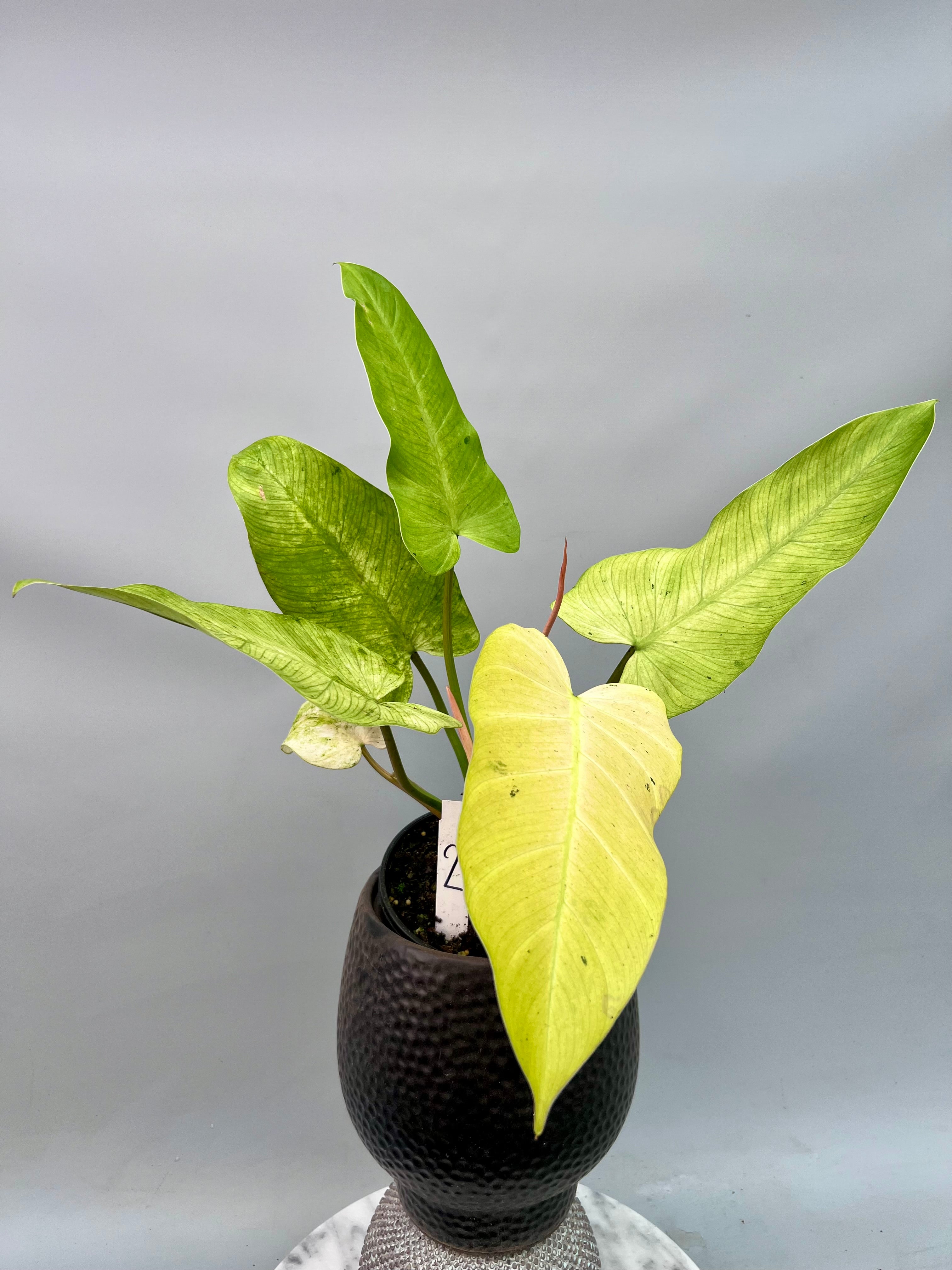 Philodendron Whipple Way nr 2