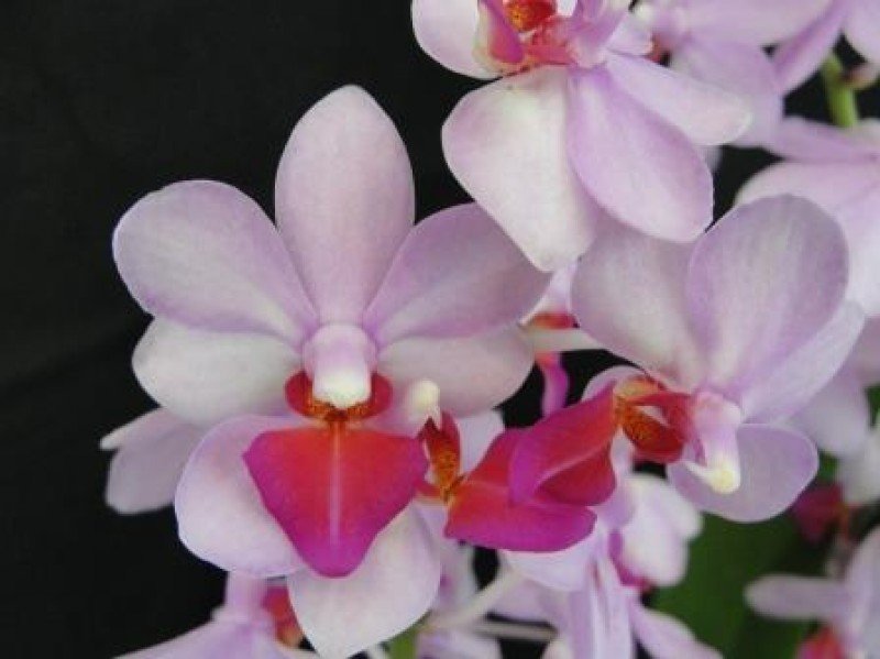 Phalaenopsis Liu's Berry "Orch House"
