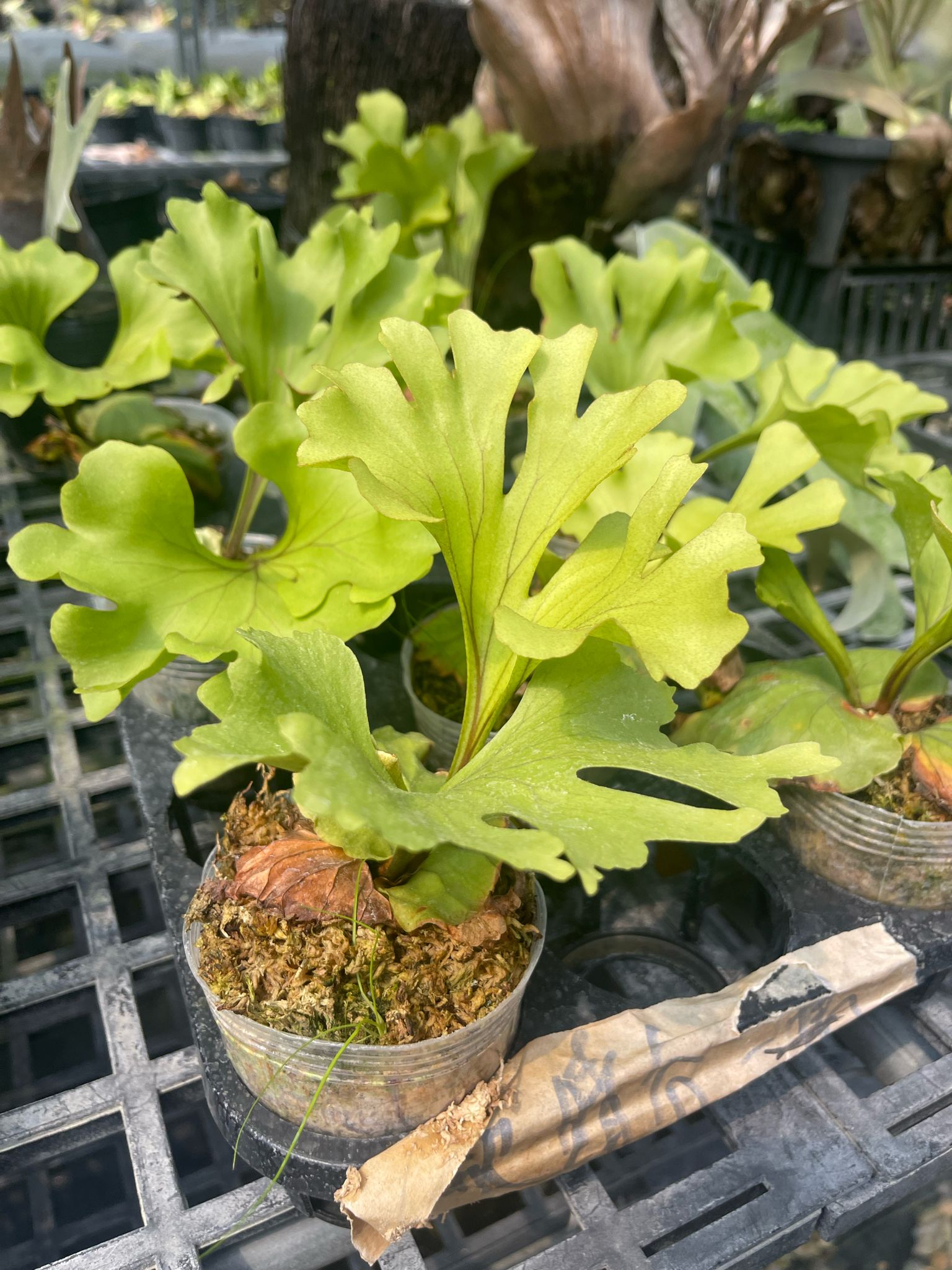 Platycerium ridleyi var. Round