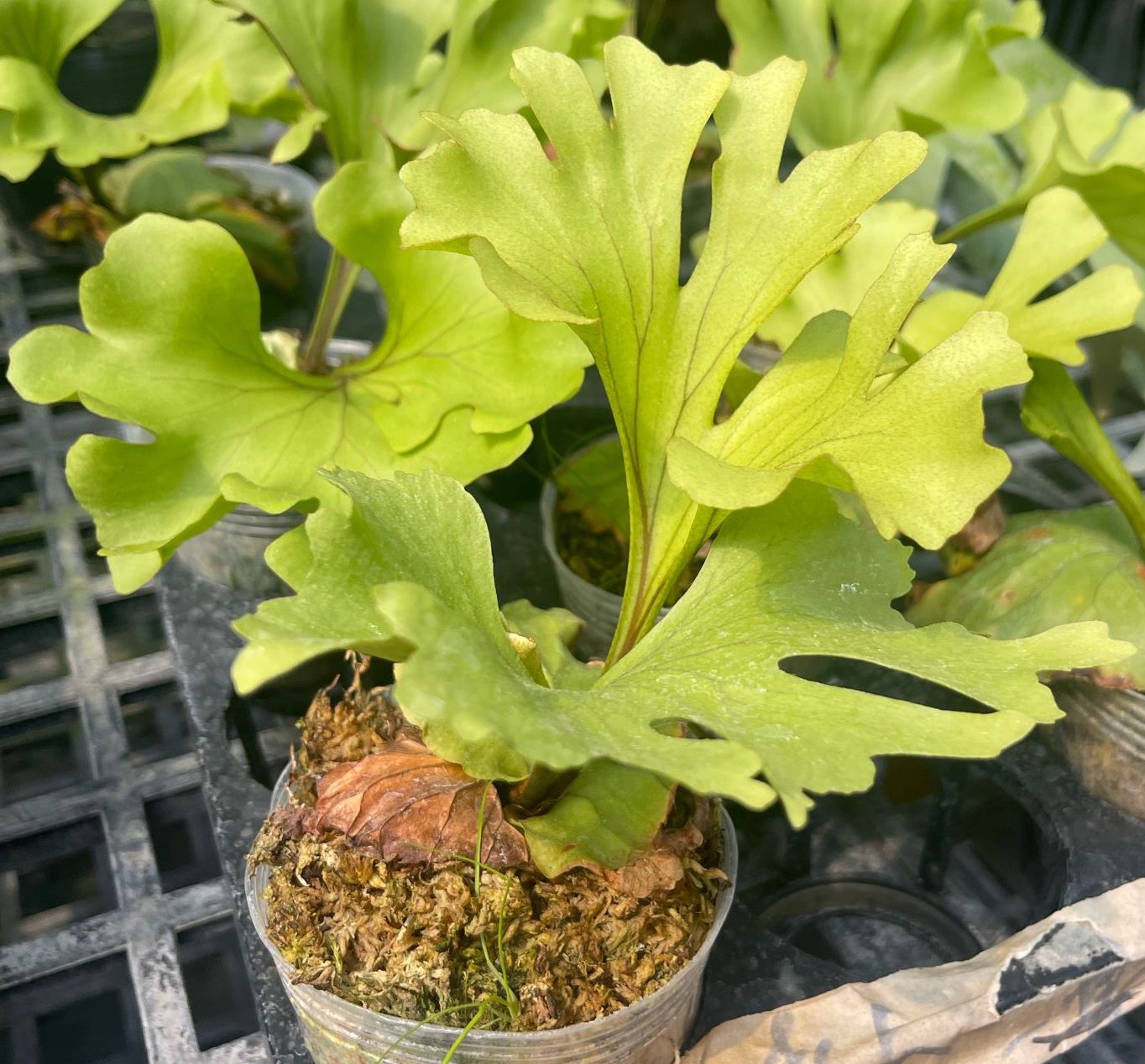 Platycerium ridleyi var. Round