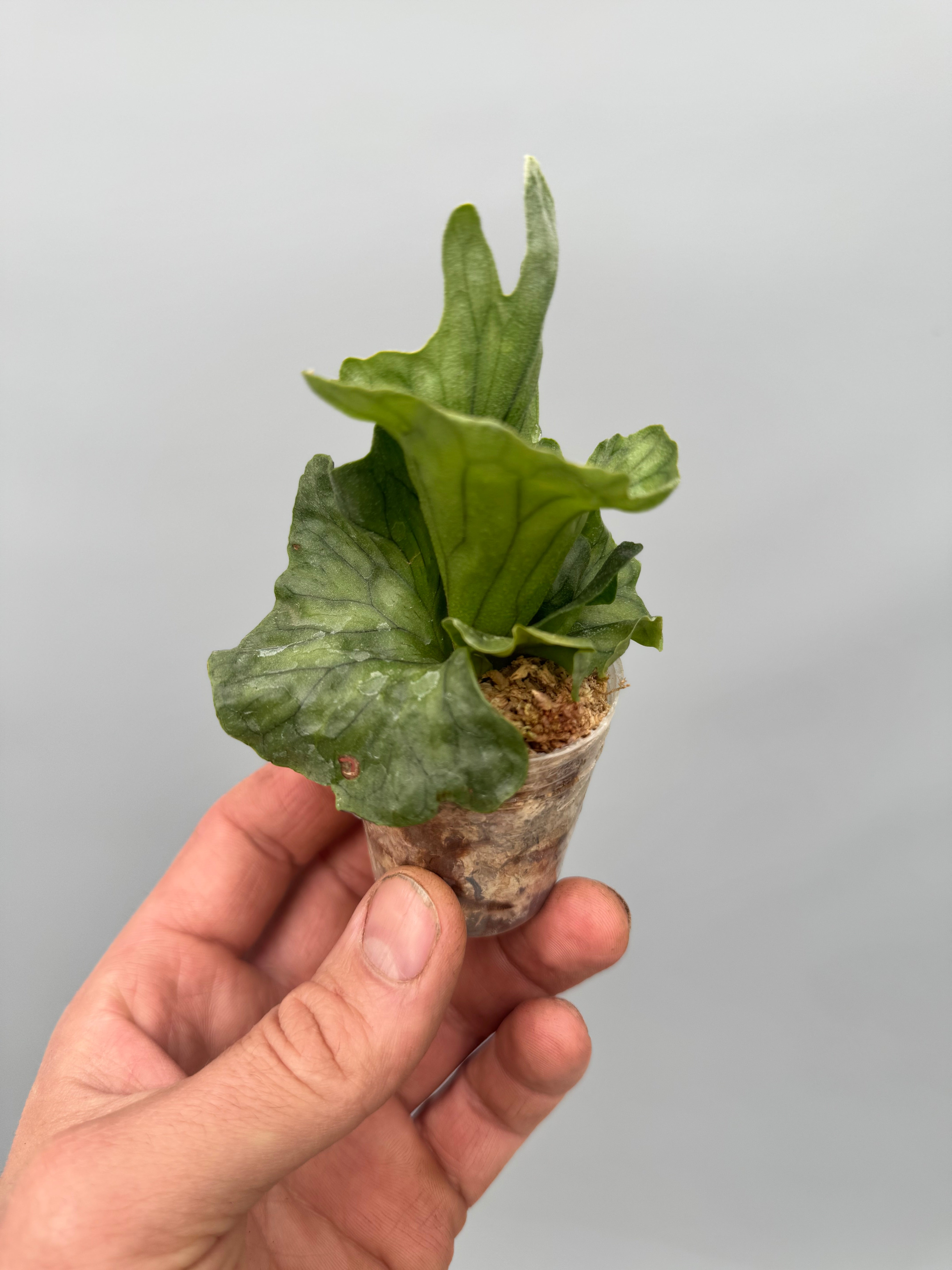 Platycerium wandae ‘Dwarf x Curling ‘