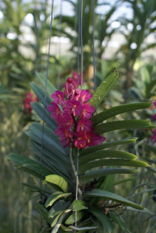 Ascocentrum ampullaceum "Big Plant"