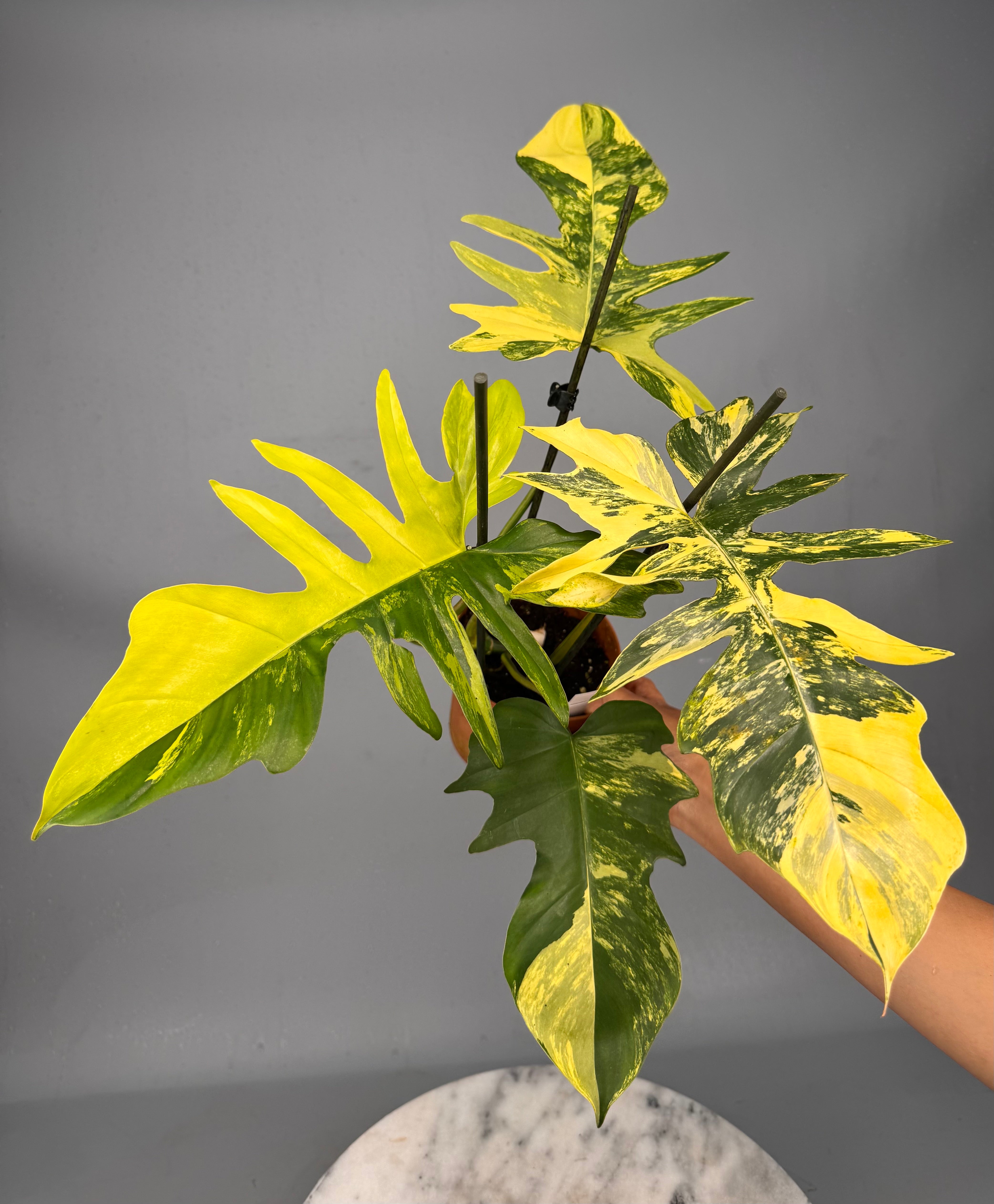 Philodendron Florida Beauty Variegata X Bob Cee Variegata