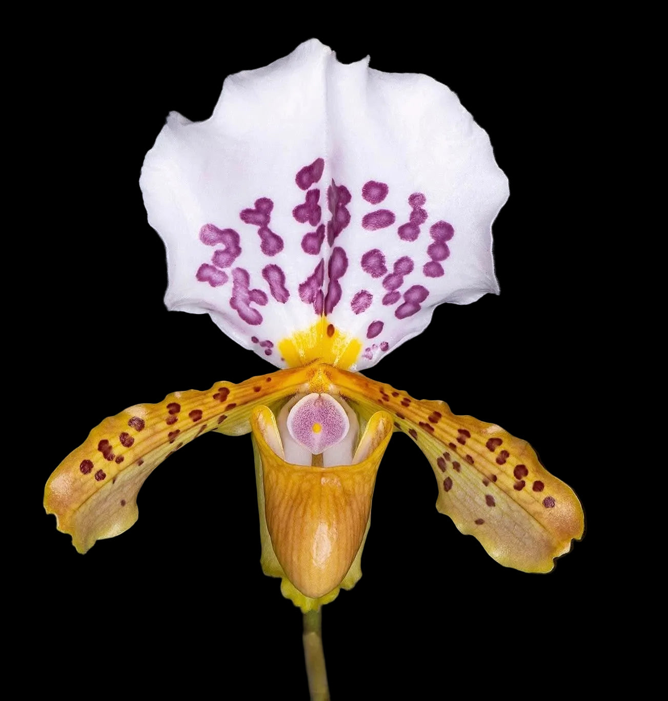 Paphiopedilum papilio-laoticus