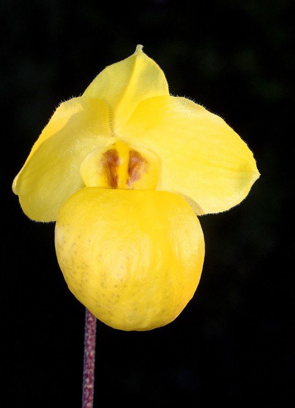 Paphiopedilum armeniacum