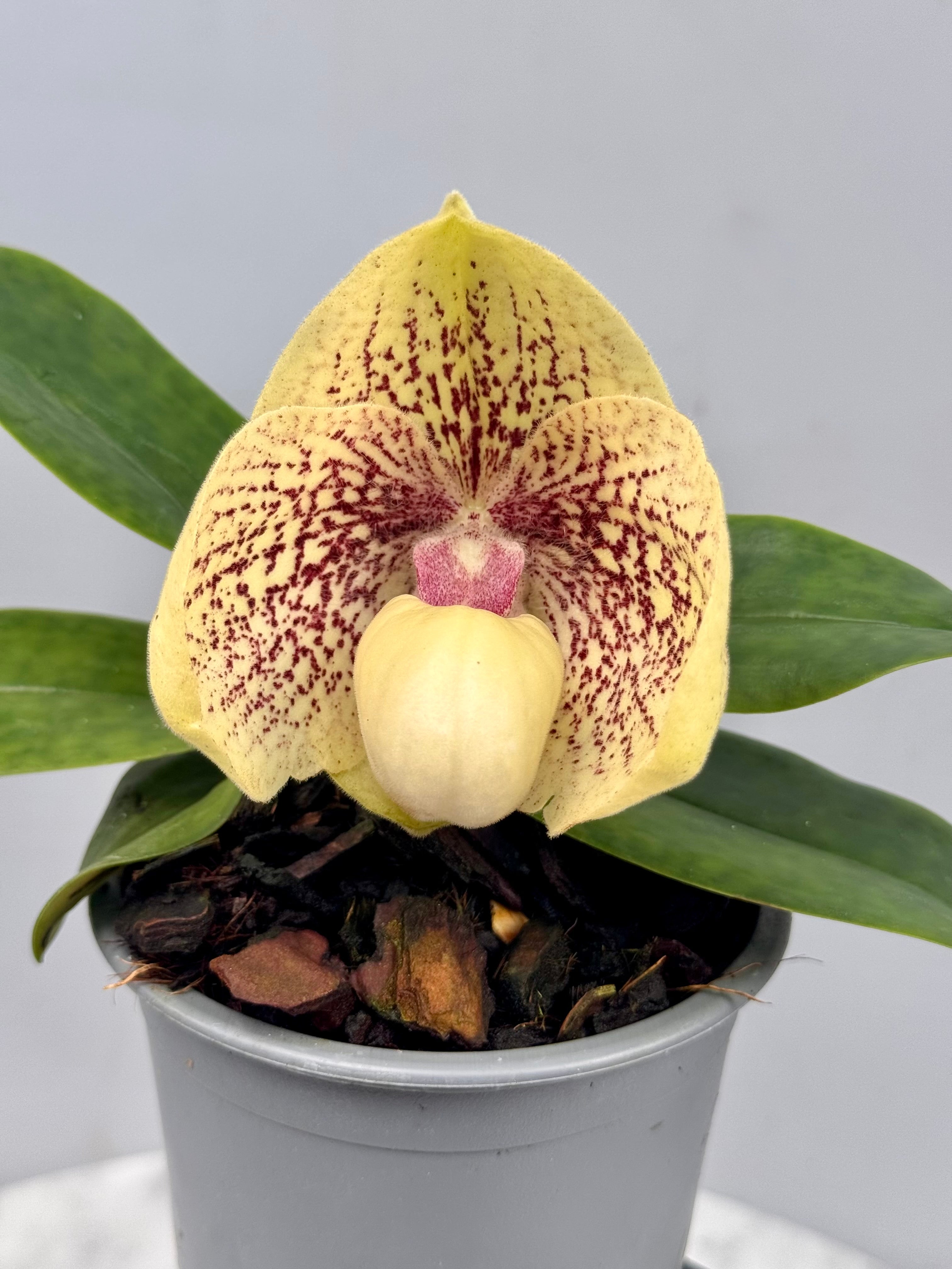 Paphiopedilum hangianum x leucochilum