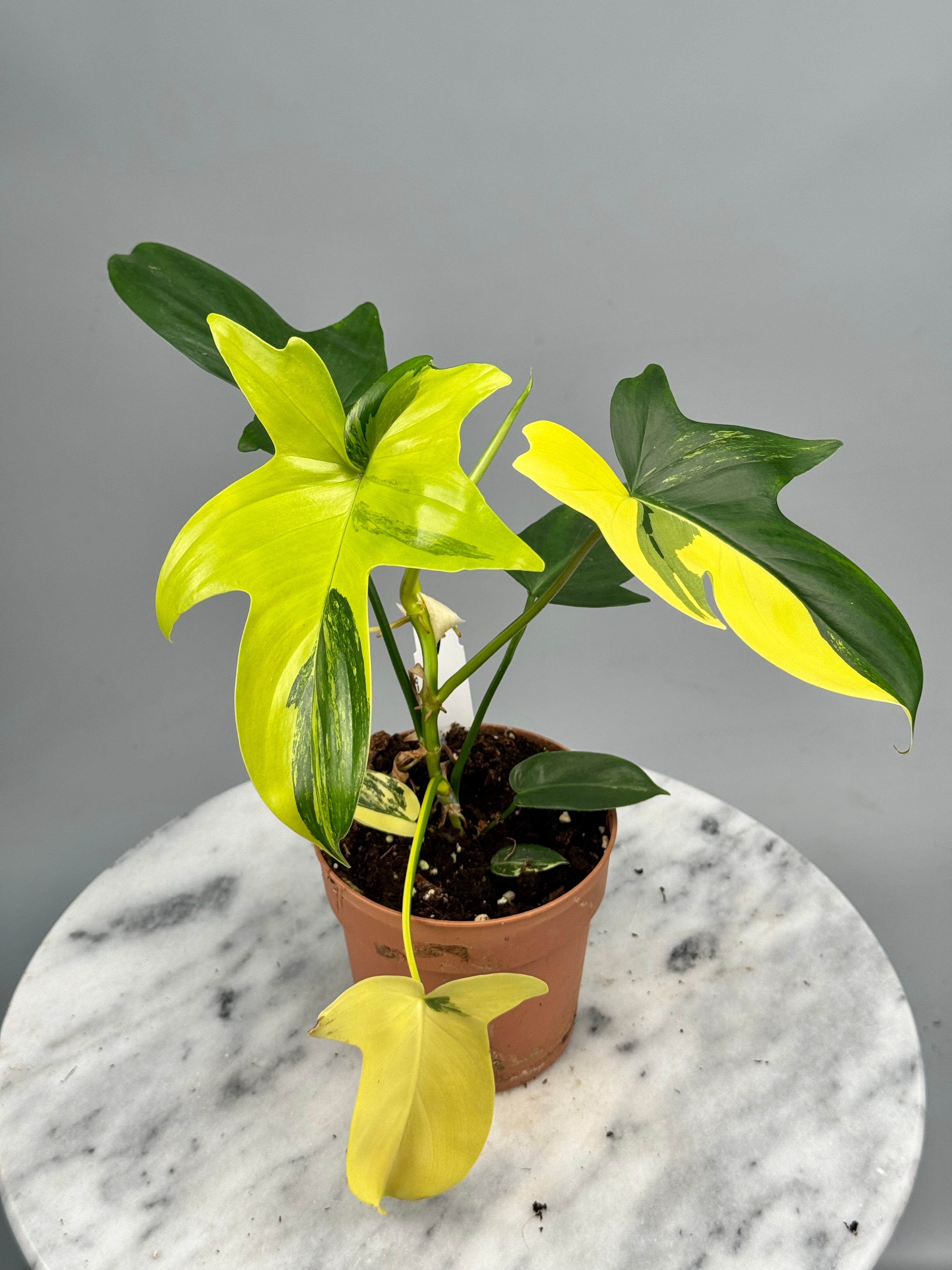 Philodendron squamiferium variegated