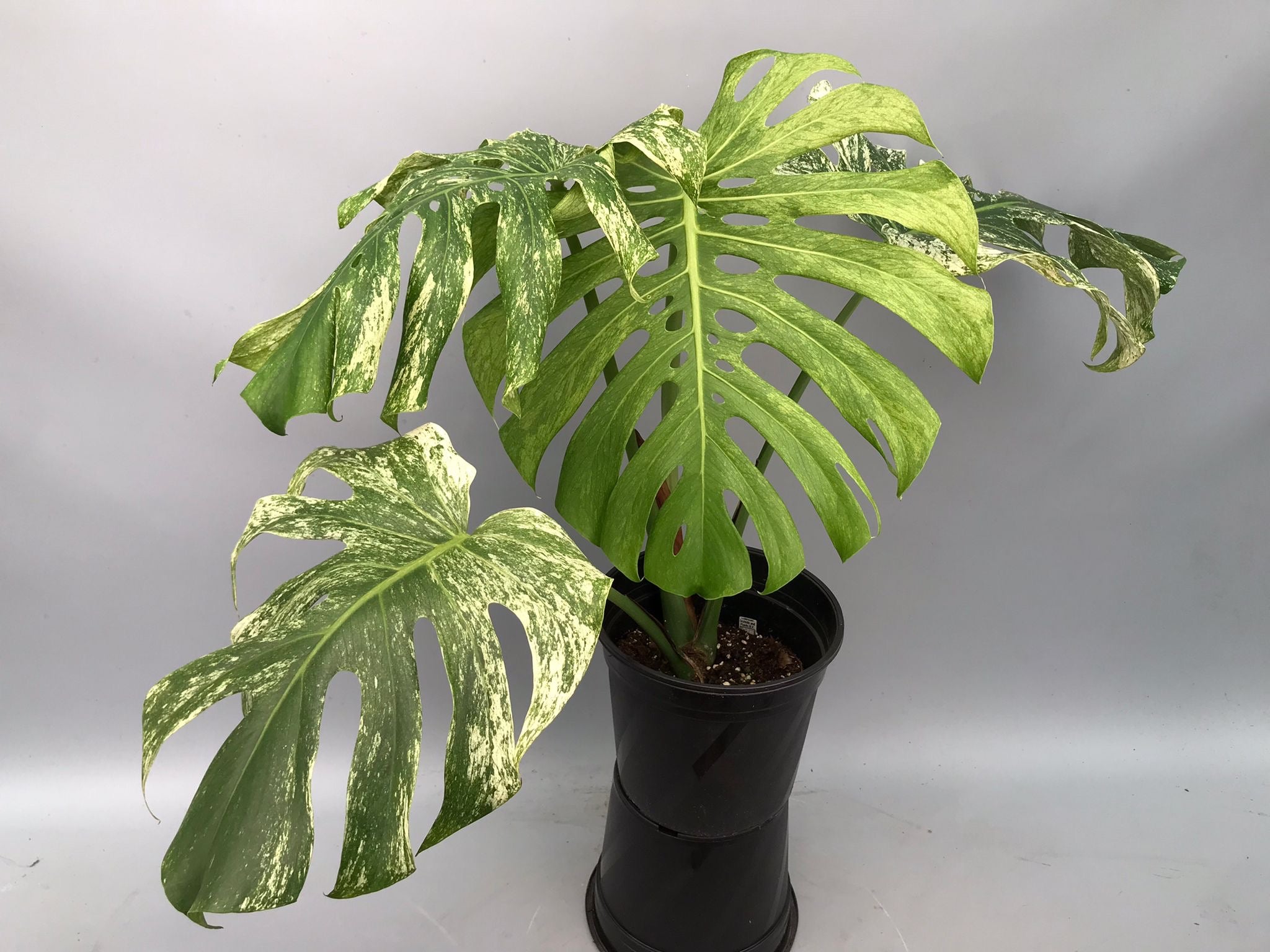 monstera deliciosa borsigiana mint variegata Monstera Full Mint deliciosa borsigiana Variegata