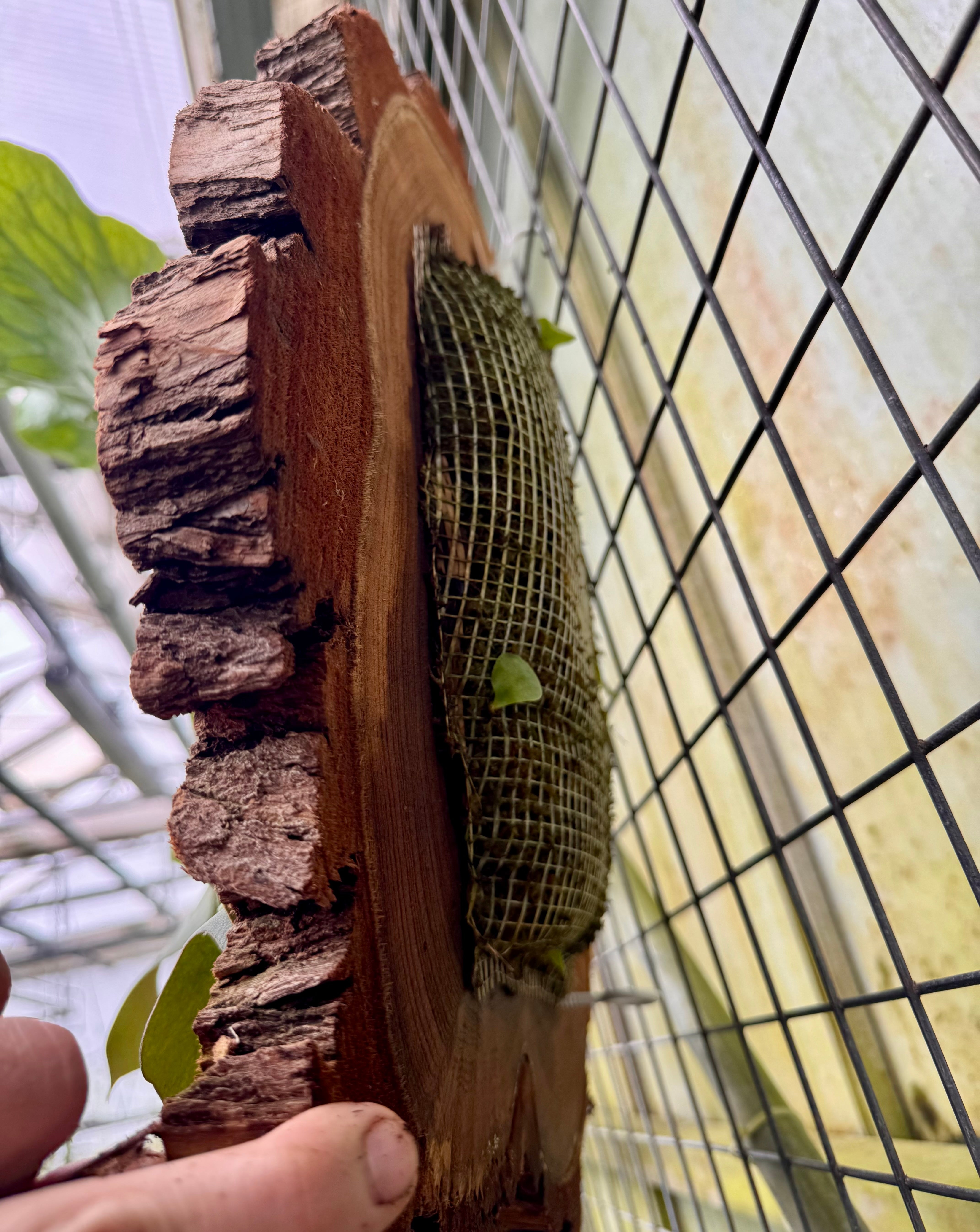 Platycerium Neptune (On Block) "Big Plant"