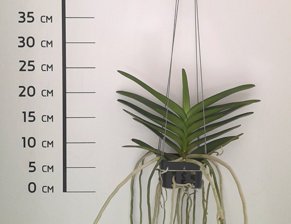 Perreiraara Bangkok Star