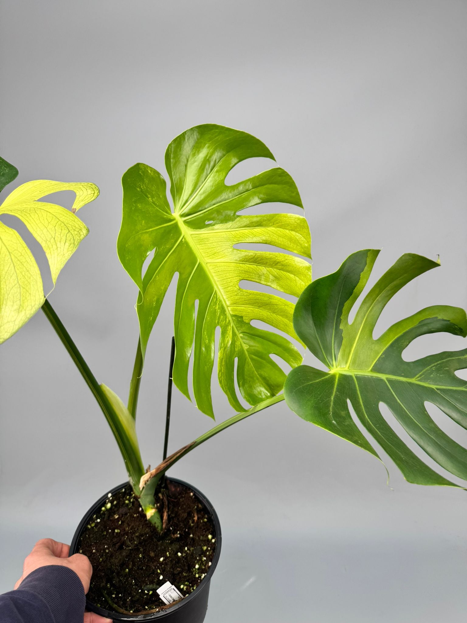 Monstera Ocean Mint nr 1