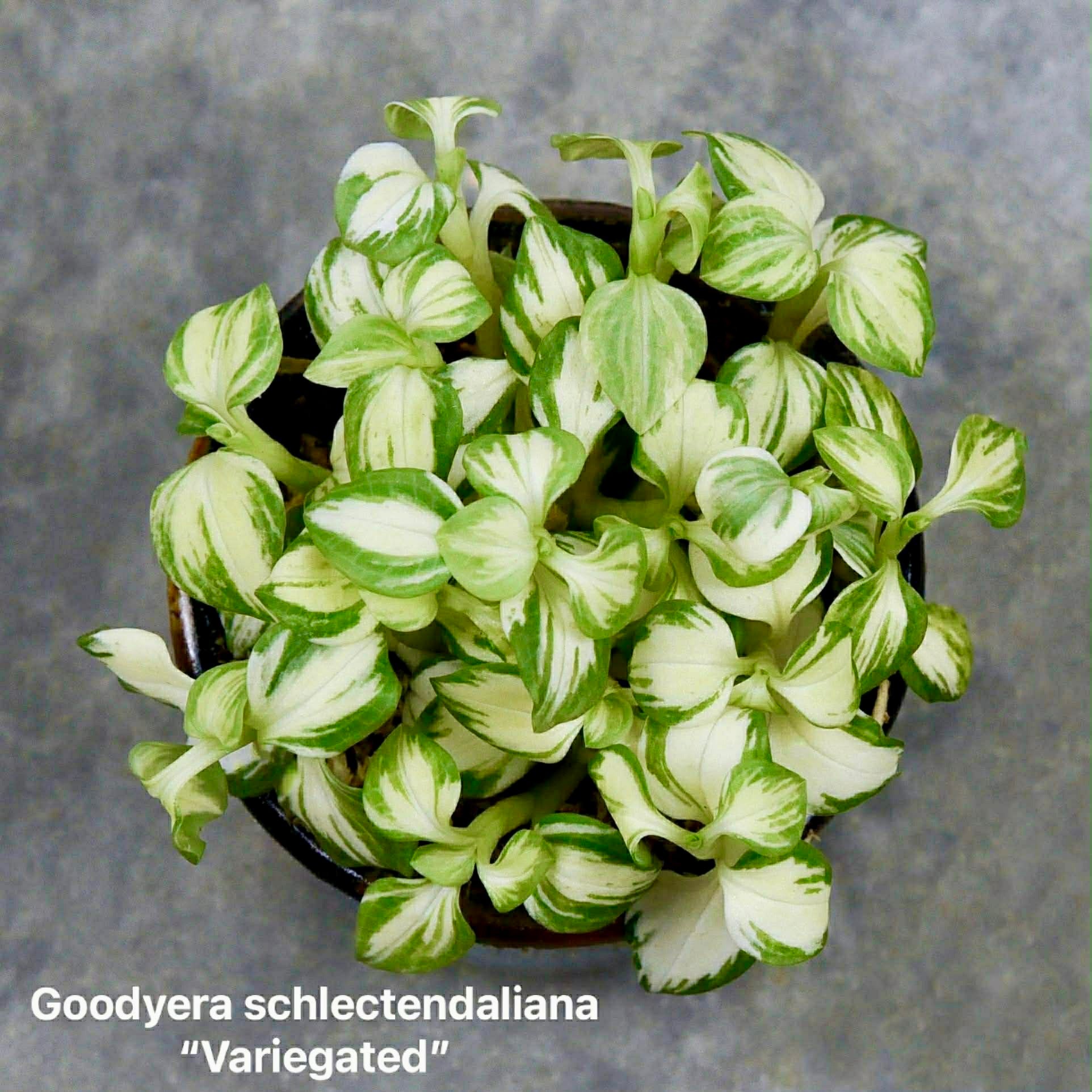 Goodyera schlechtendaliana "Variegata"