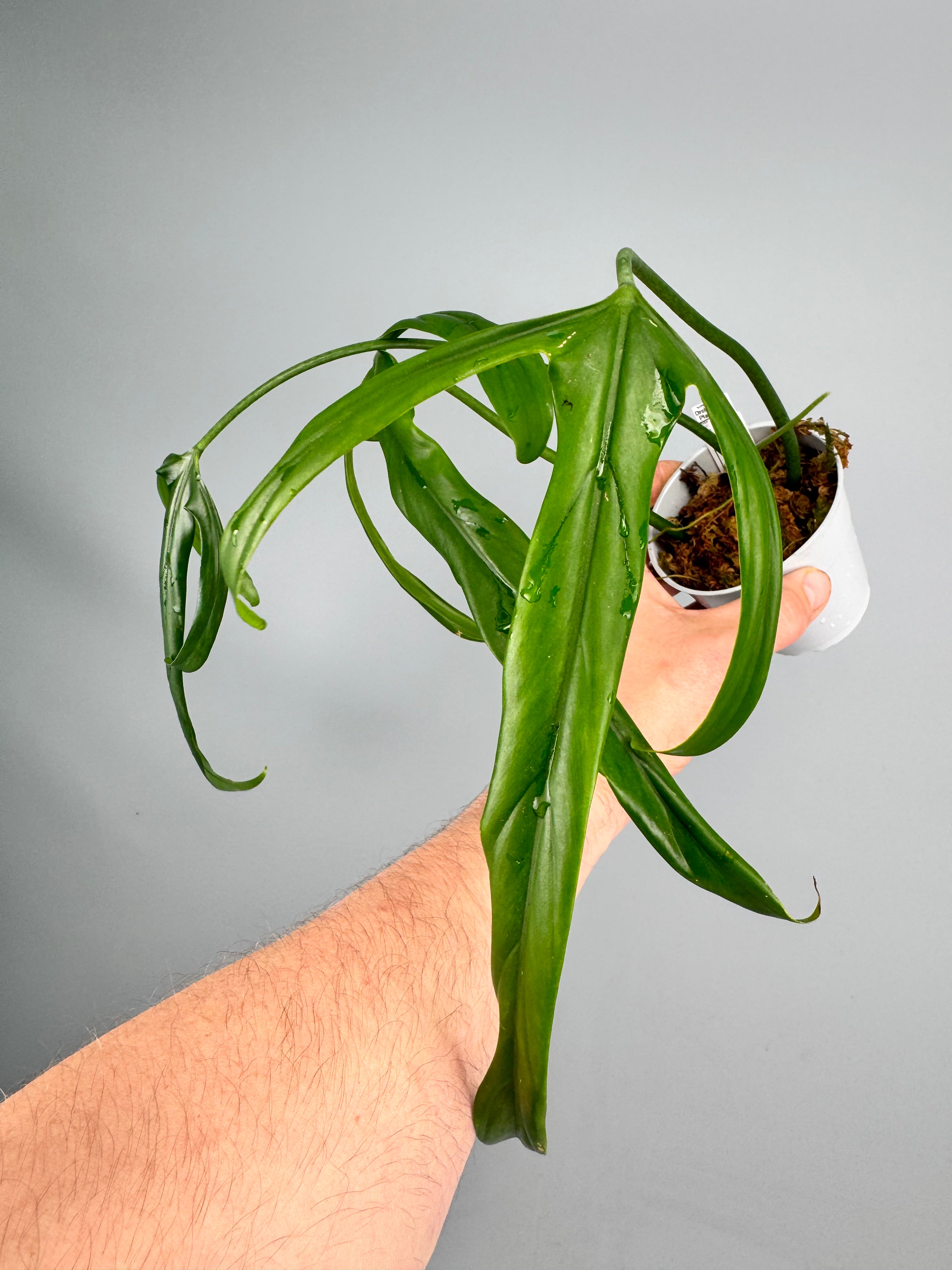 Philodendron holtonianum Variegata/GREEN