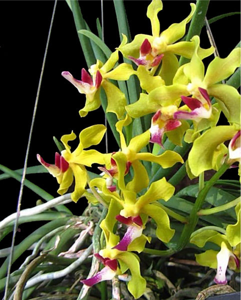 Sweetara Wong Yit Hoe