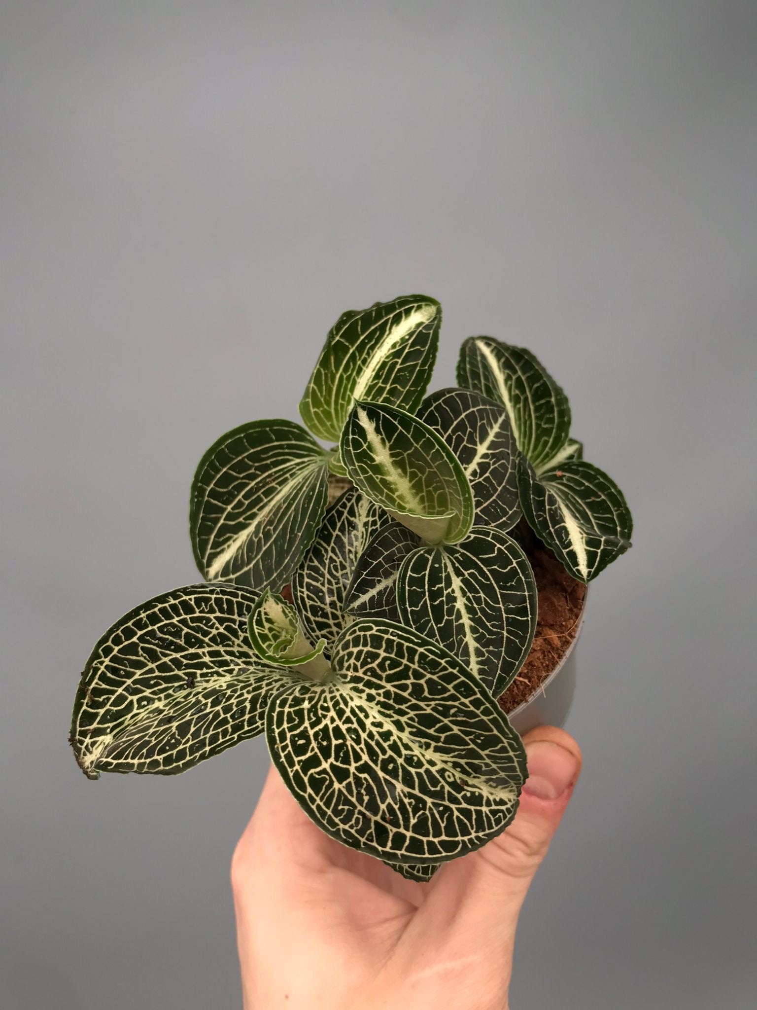 Anoectochilus formosanus x burmanicus Green ‘Big Plant’ (3 plants)