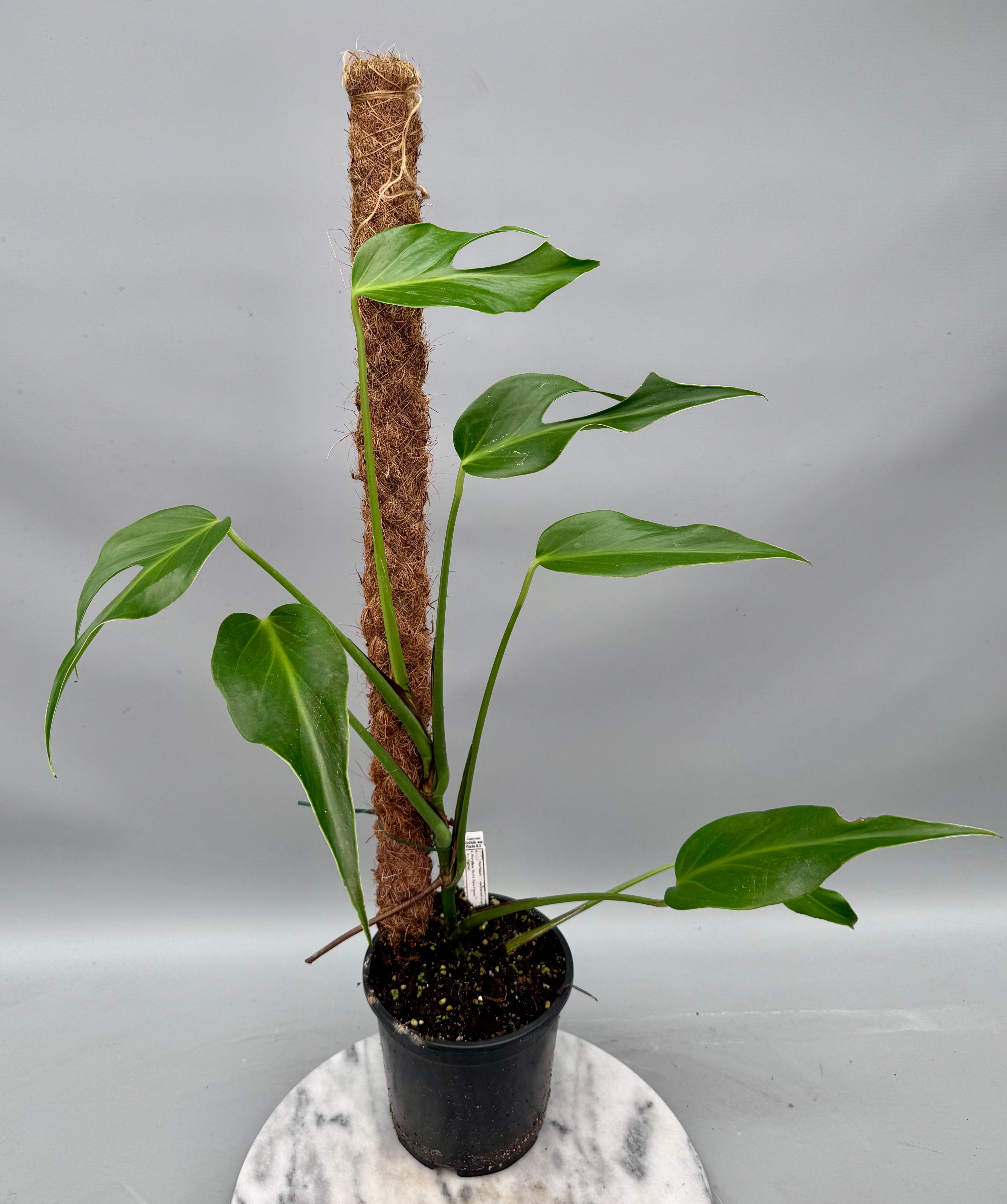Monstera 'Burle Marx Flame' XL (4-5 Big Leaves)