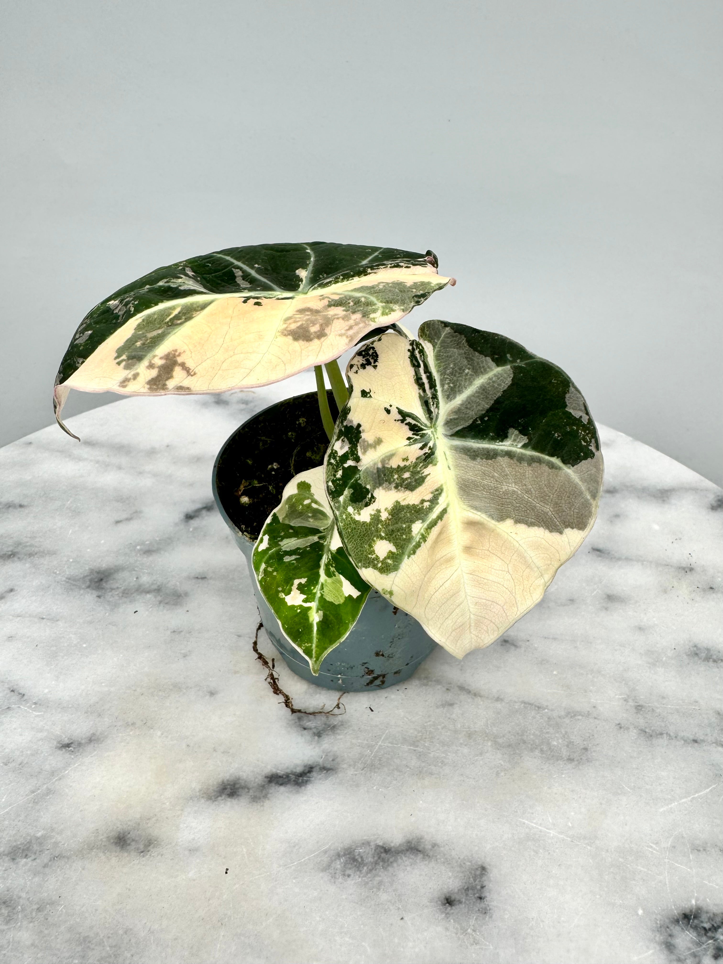 Alocasia black velvet variegata