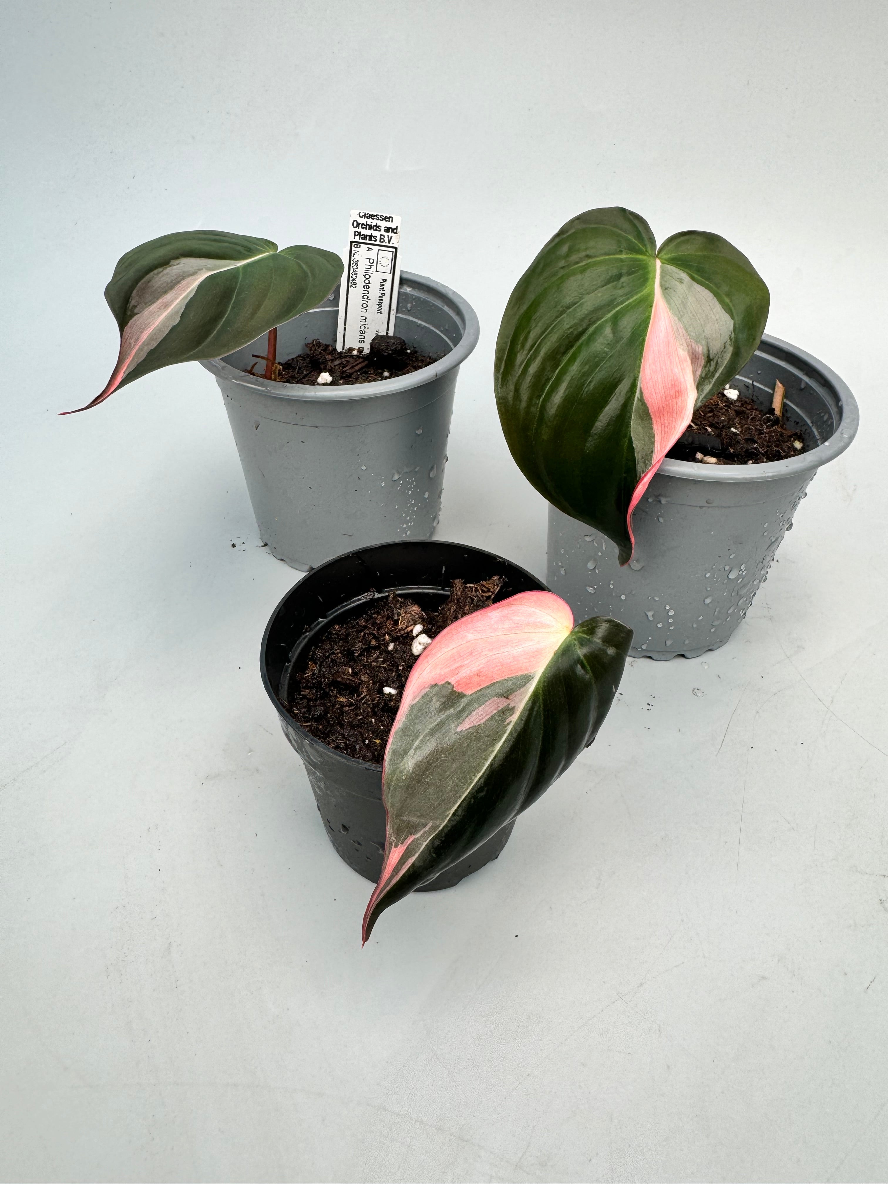 Philodendron micans pink variegated (1 Blattschnitt)