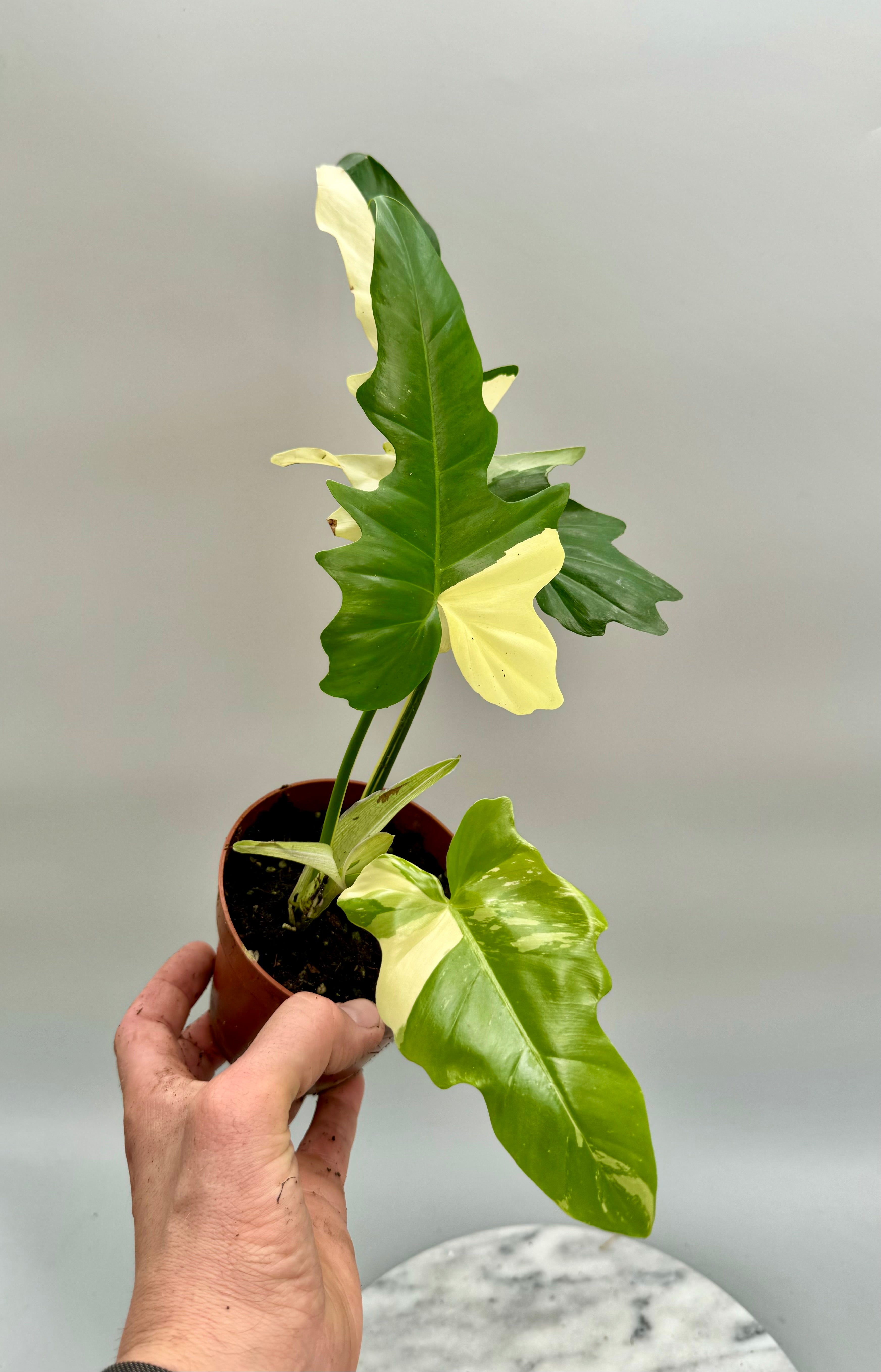 Philodendron "Golden Dragon" variegated albo "Almost Full Moon"