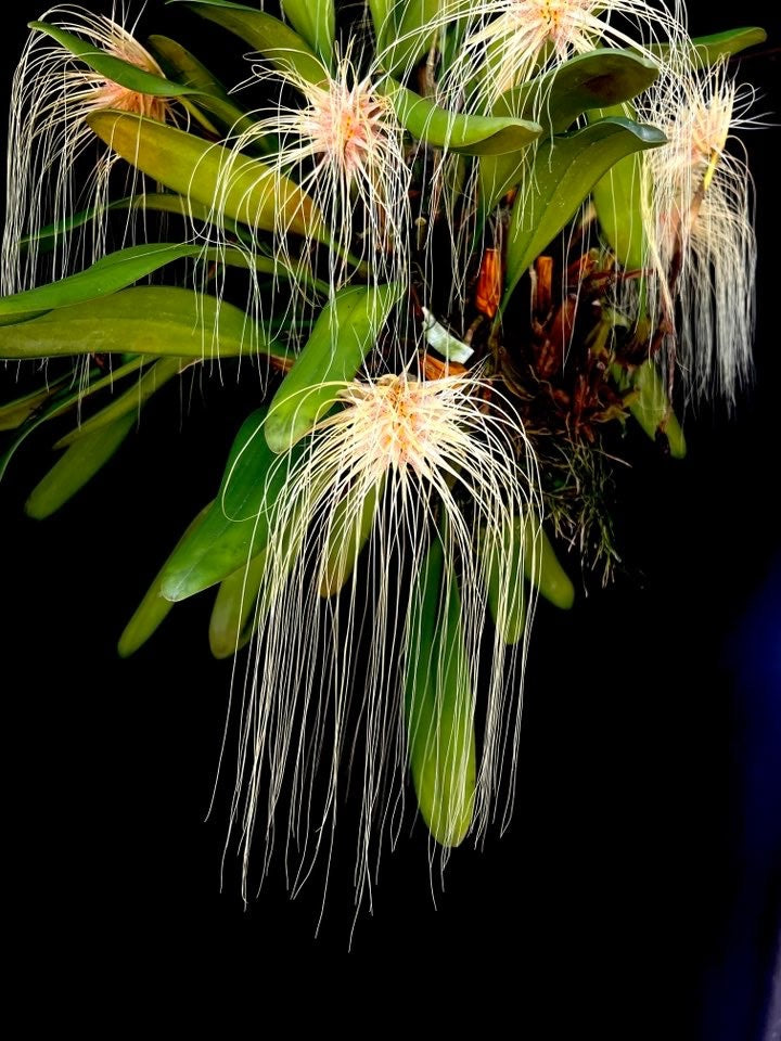 Bulbophyllum medusae