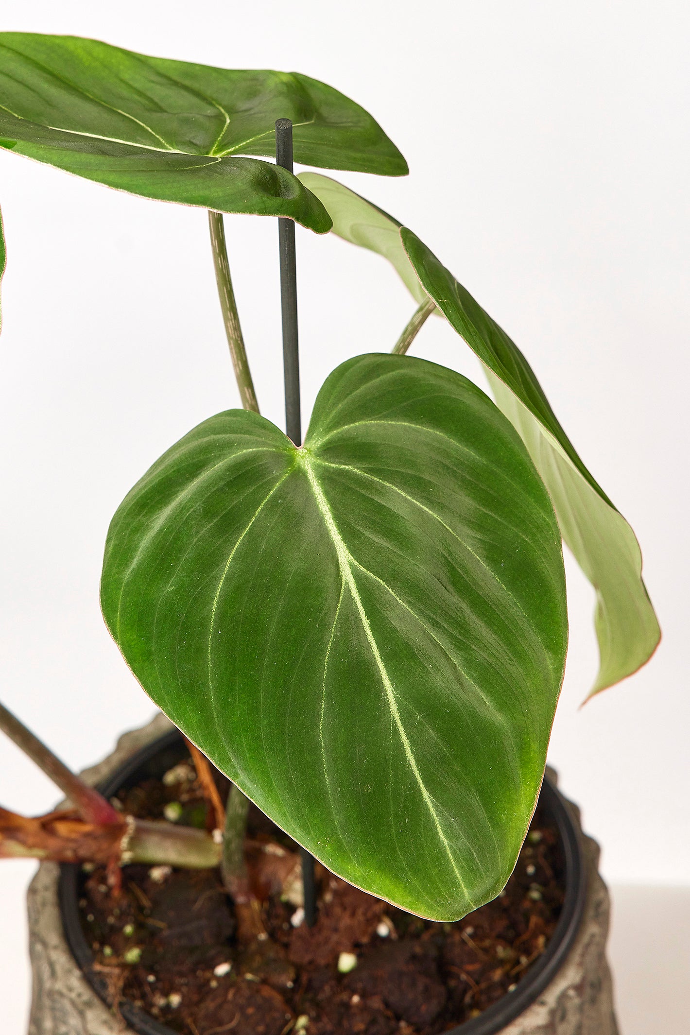 Philodendron gloriosum "Kompakter Typ"