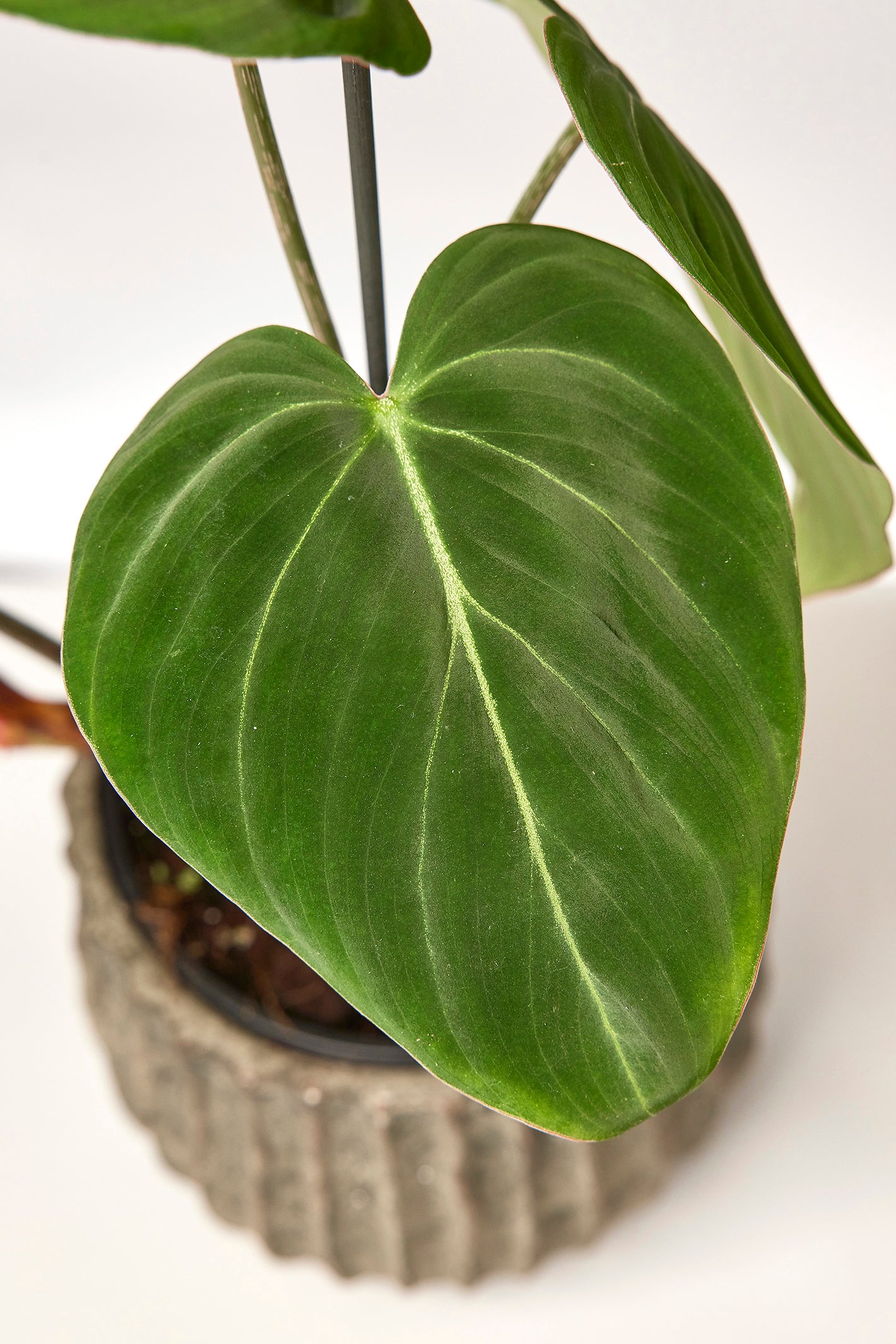 Philodendron gloriosum "Kompakttyp" (1 Blatt schneiden)