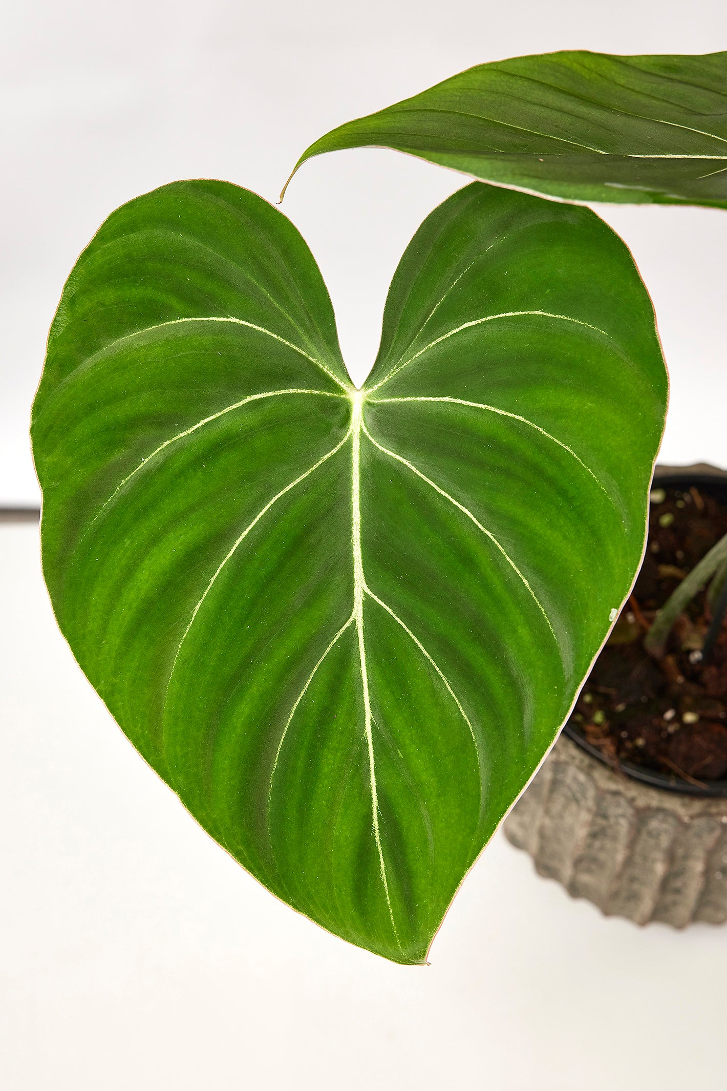 Philodendron gloriosum "Kompakttyp" (1 Blatt schneiden)