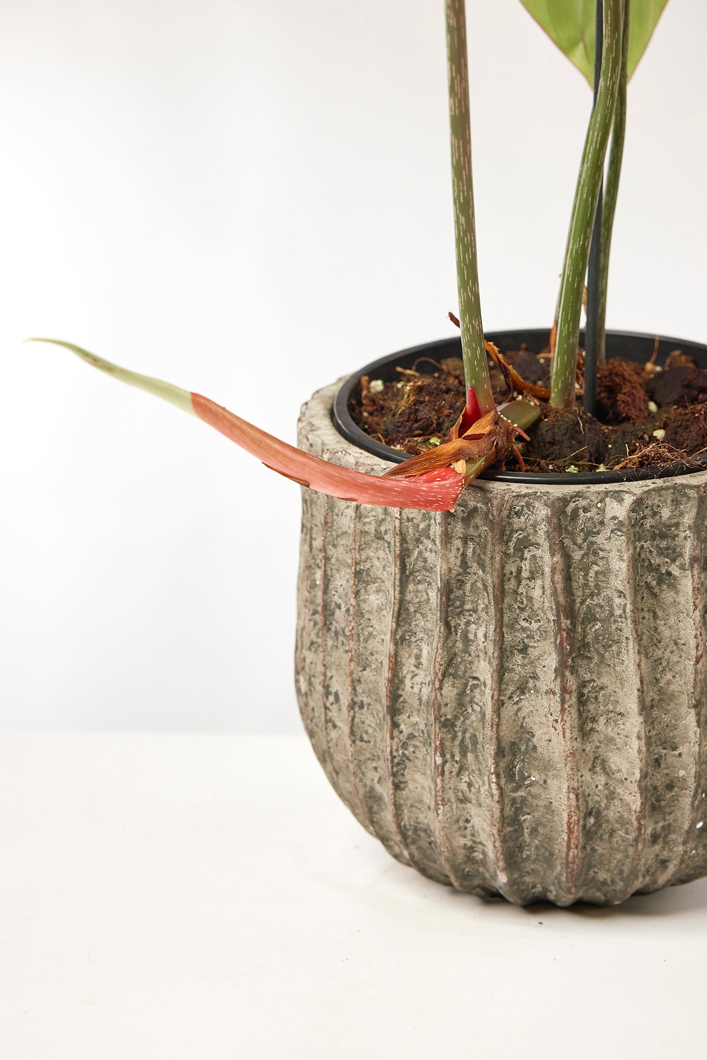 Philodendron gloriosum "Compact Type" (1 Leaf Cutting)