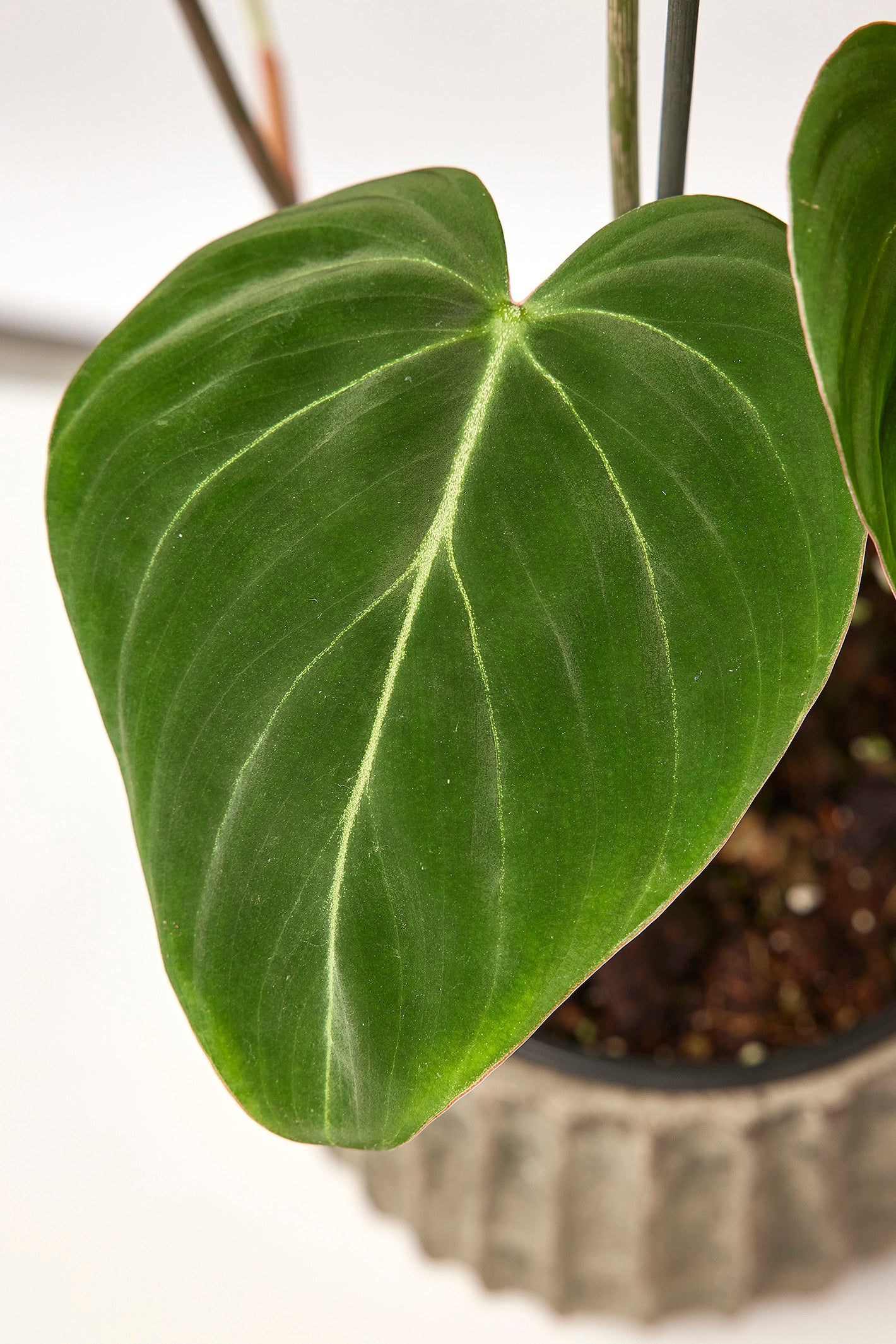 Philodendron gloriosum "Compact Type" (1 Leaf Cutting)